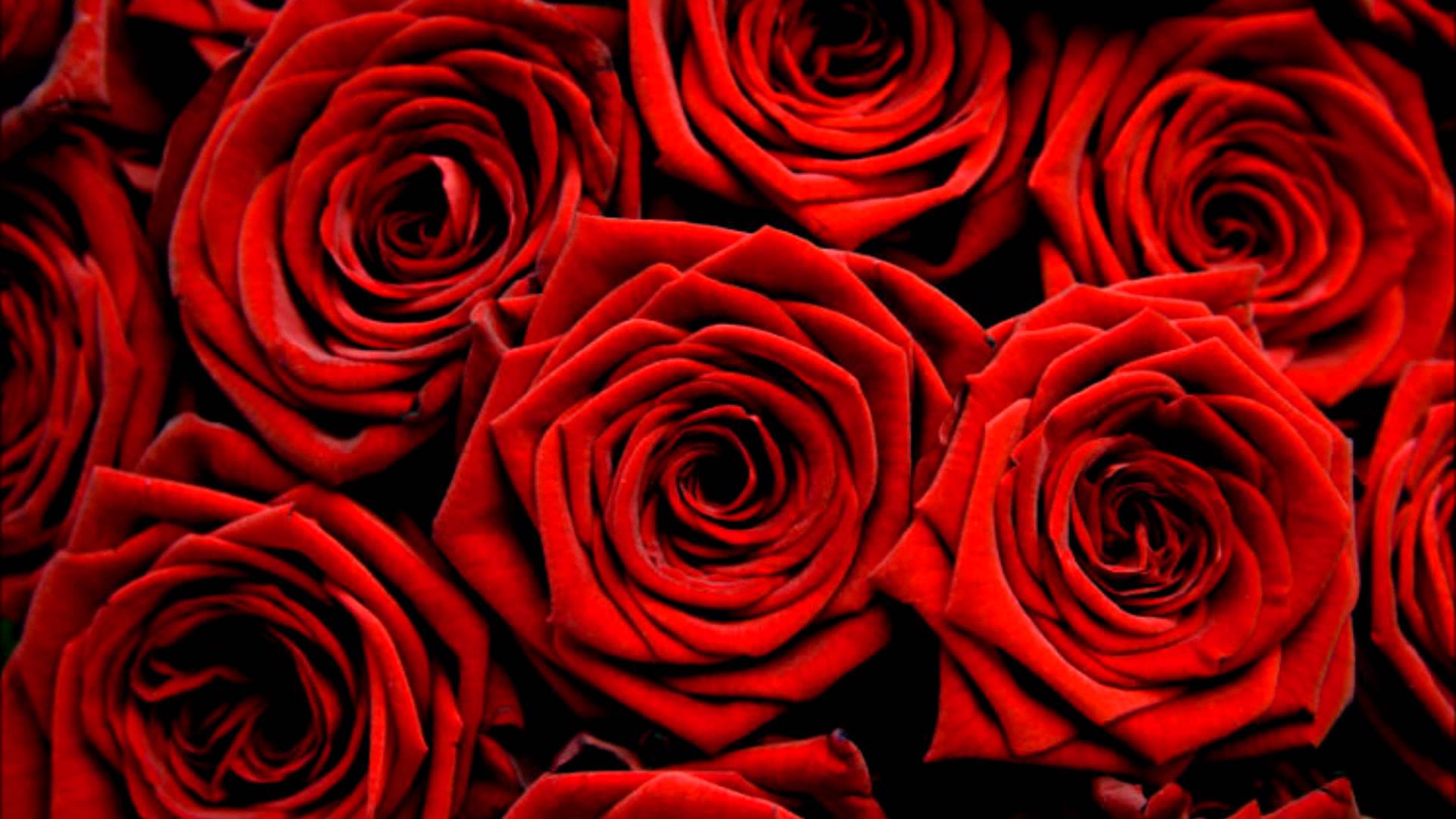 Red roses photo