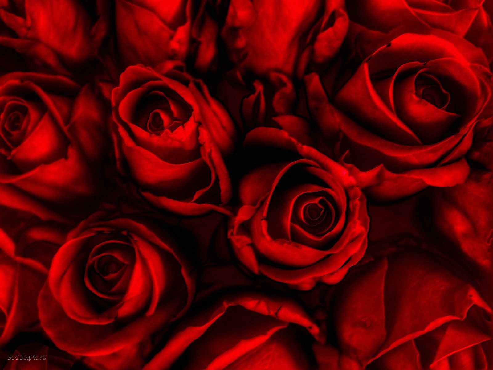 Red Roses Wallpaper Backgrounds | rose backgrounds download free ...