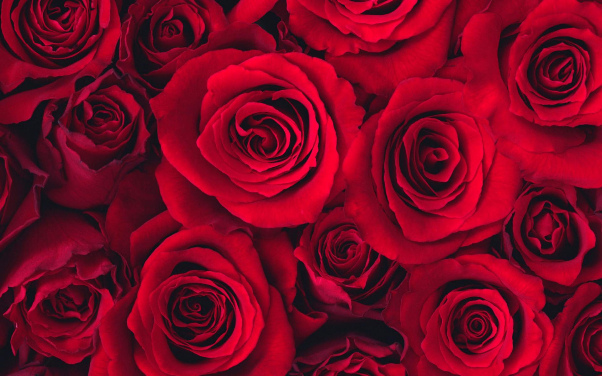 HD Quality Images of Red Roses › 1920x1200 – download for free