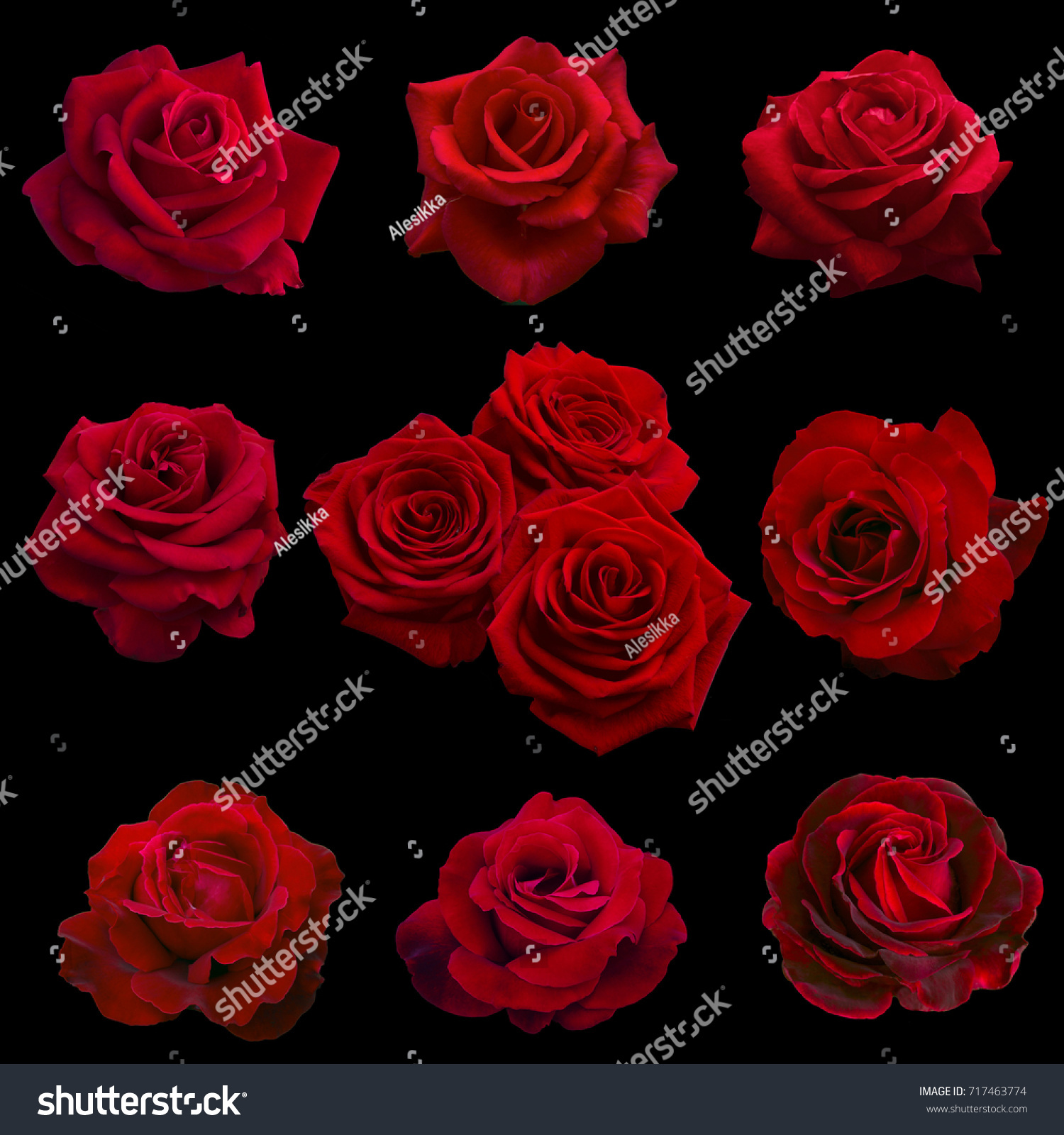 Collage Red Roses Isolated On Black Stock Photo (Royalty Free ...