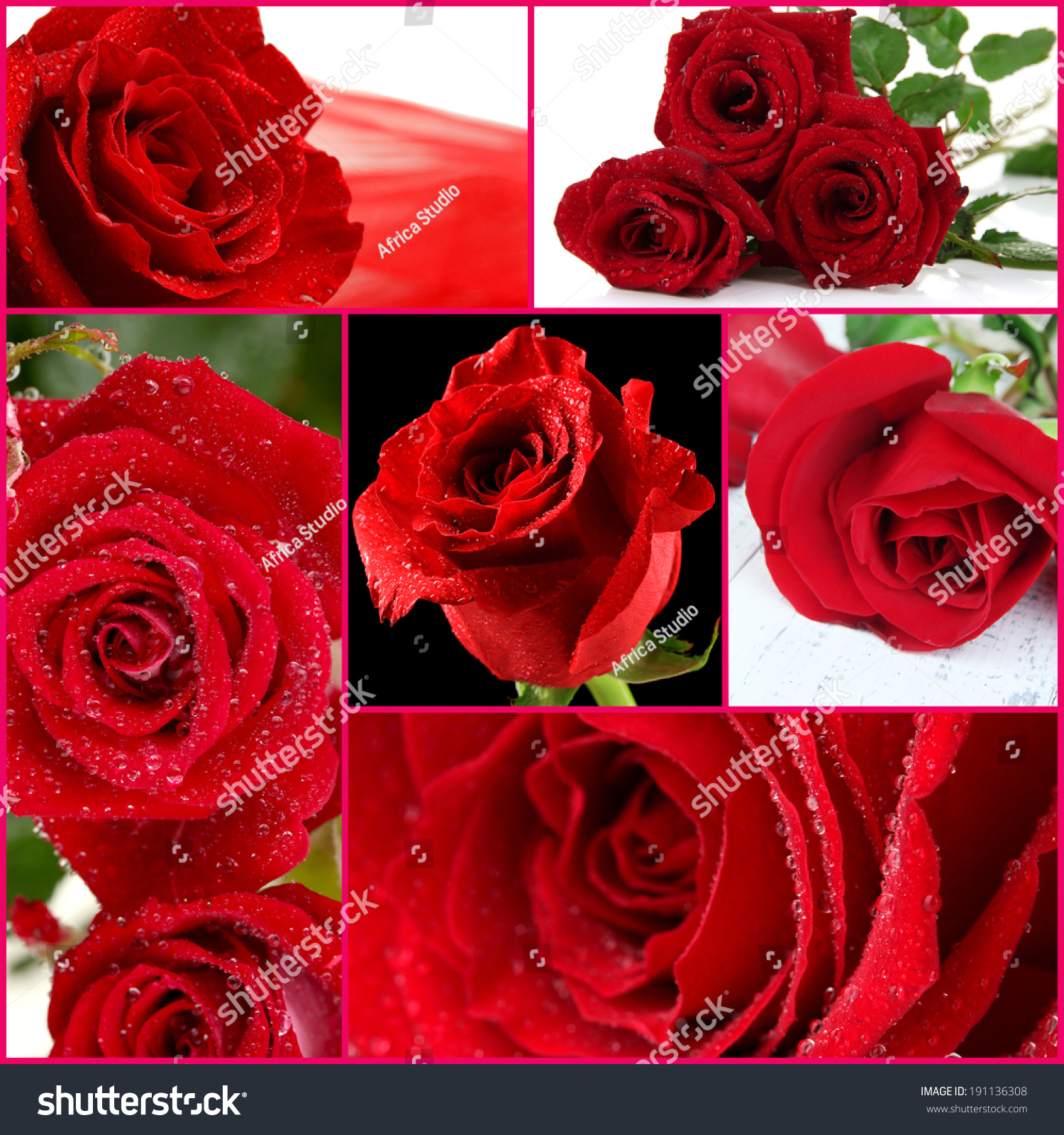 Beautiful Roses Collage Close Stock Photo 191136308 - Shutterstock