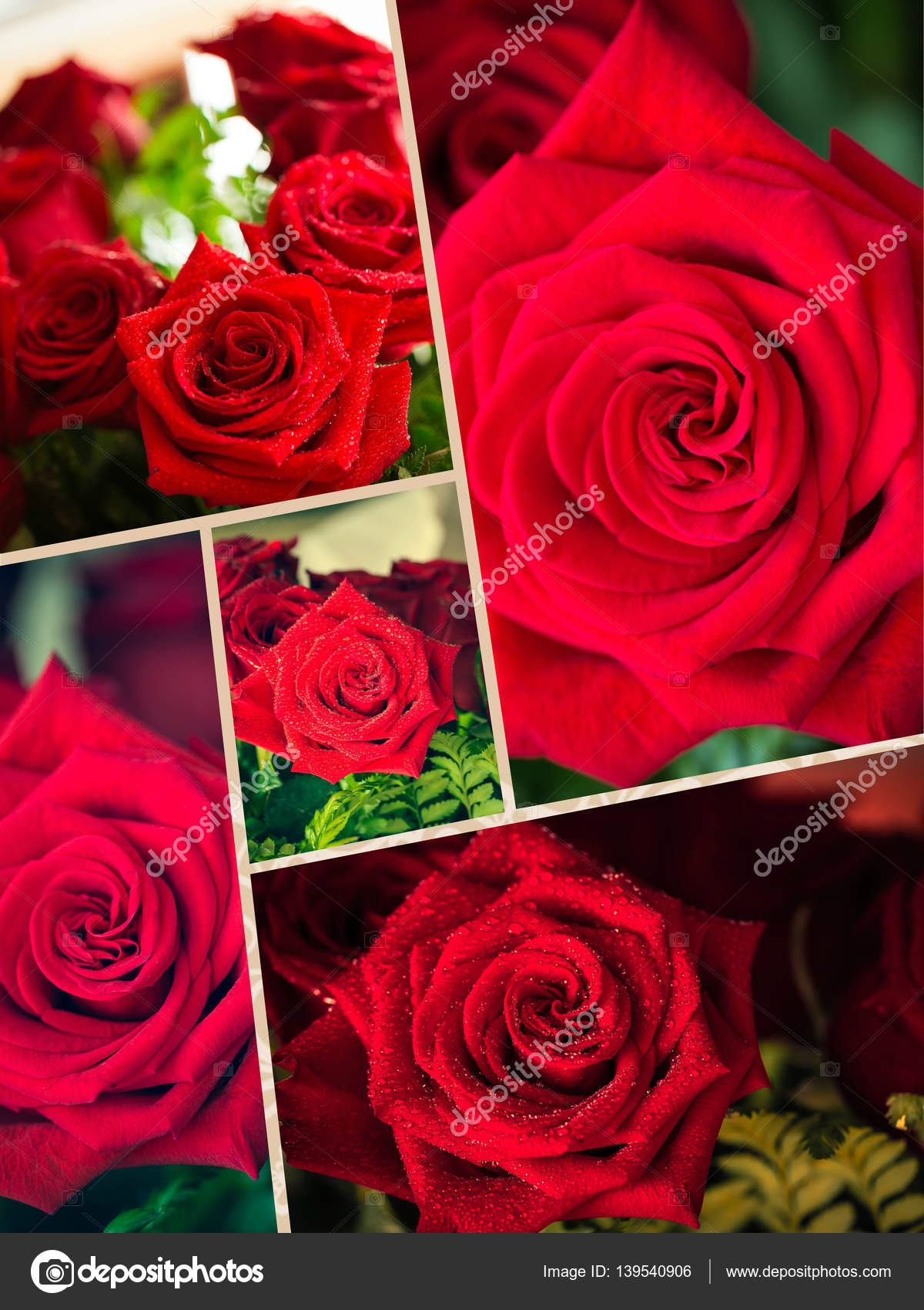Collage of red rose closeup with drop. — Stock Photo © perszing1982 ...