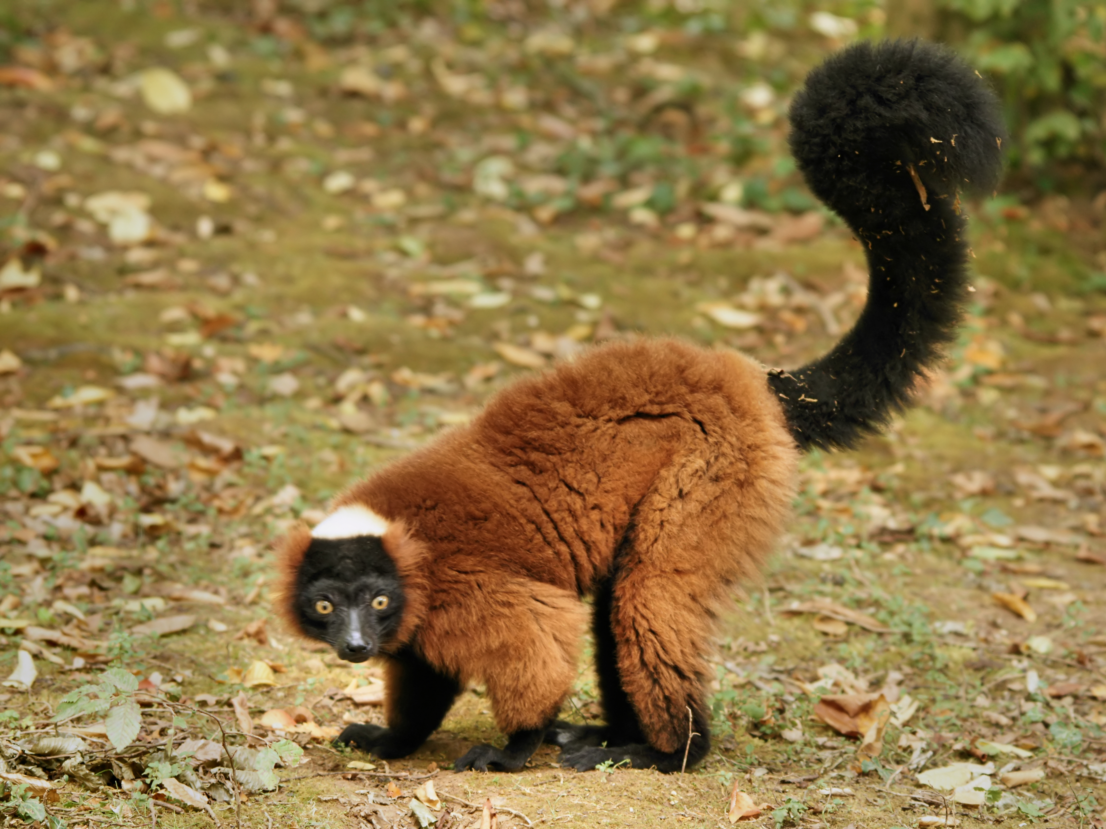 San Diego Zoo Welcomes Baby Red Ruffed Lemur - Times of San Diego