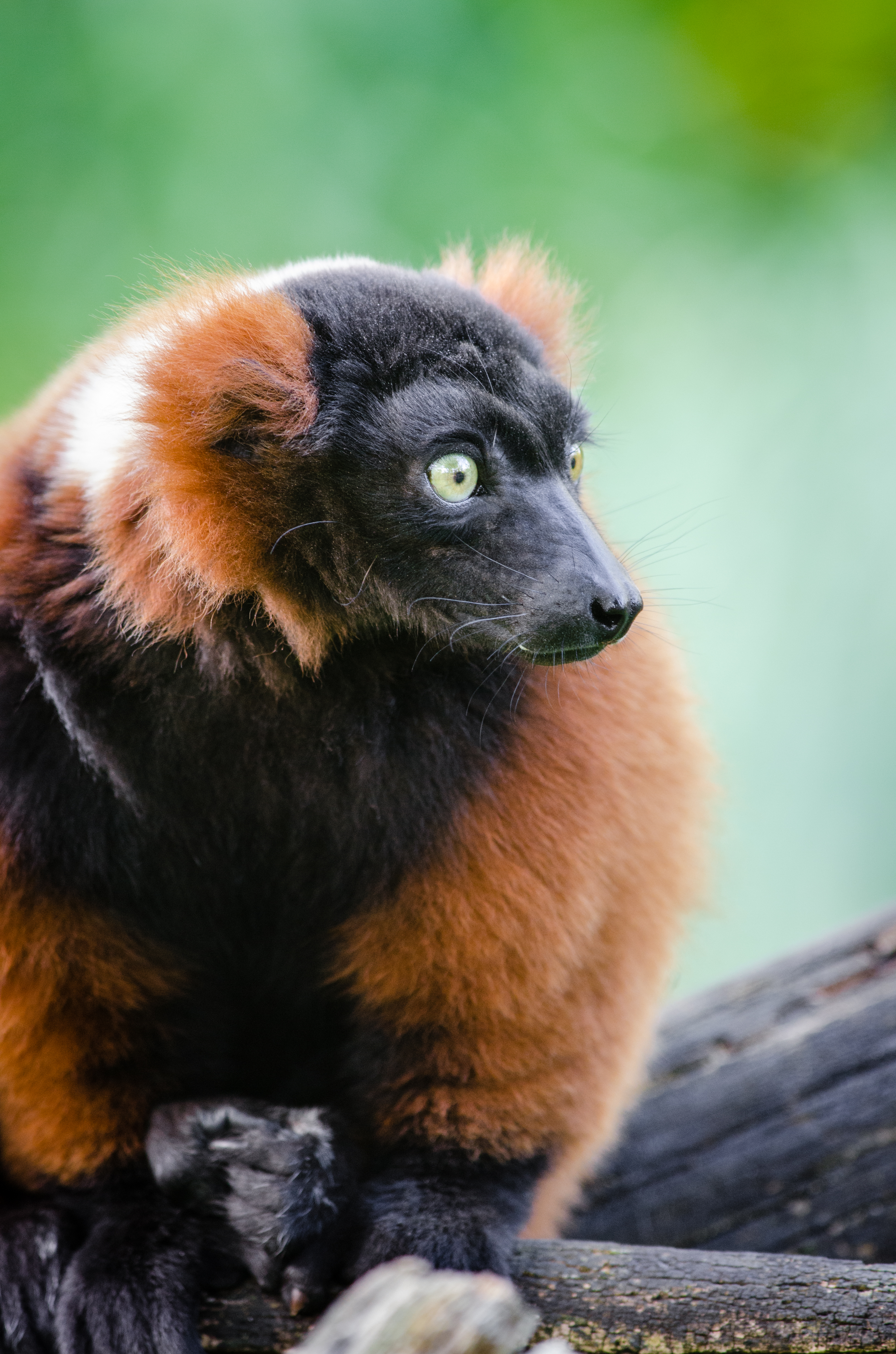 Red Ruffed Lemur, 80-200mm, Lemur, Zoo, Vari, HQ Photo