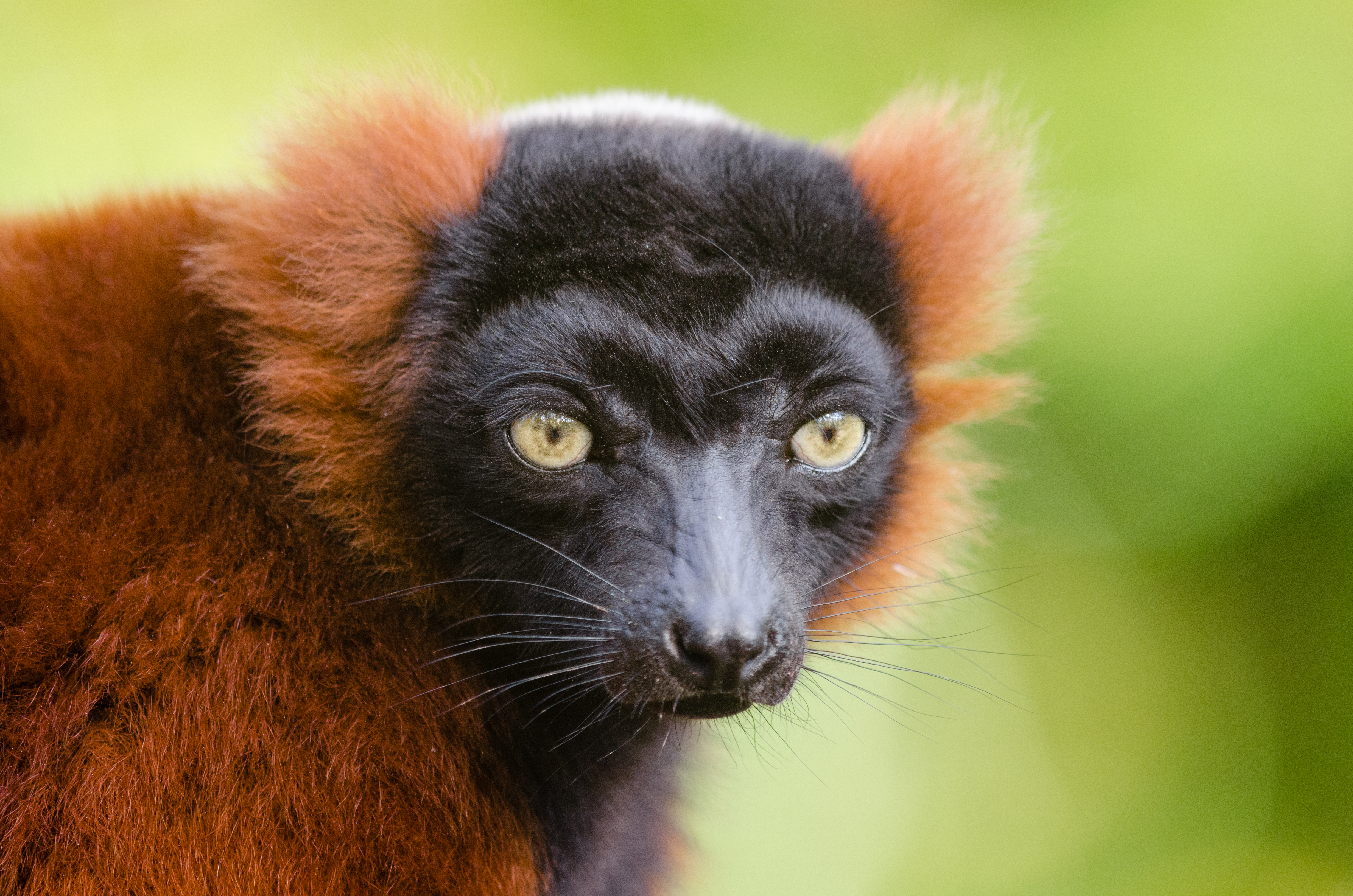 Red ruffed lemur photo