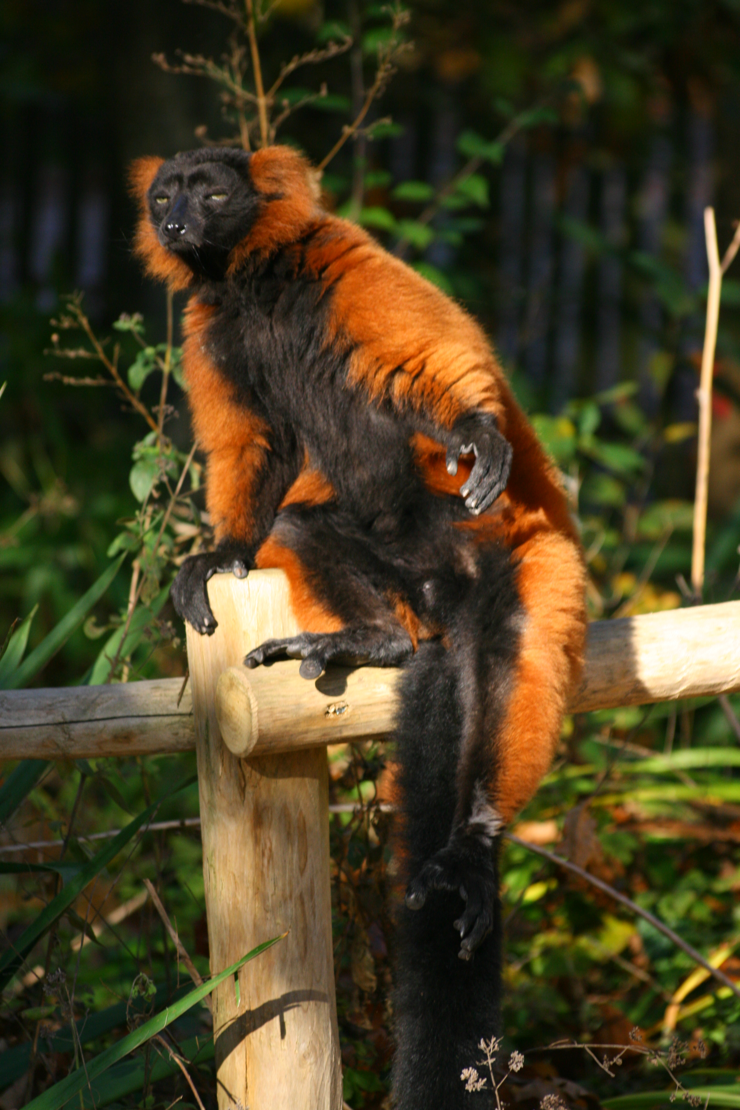 File:Red Ruffed Lemur.JPG - Wikimedia Commons