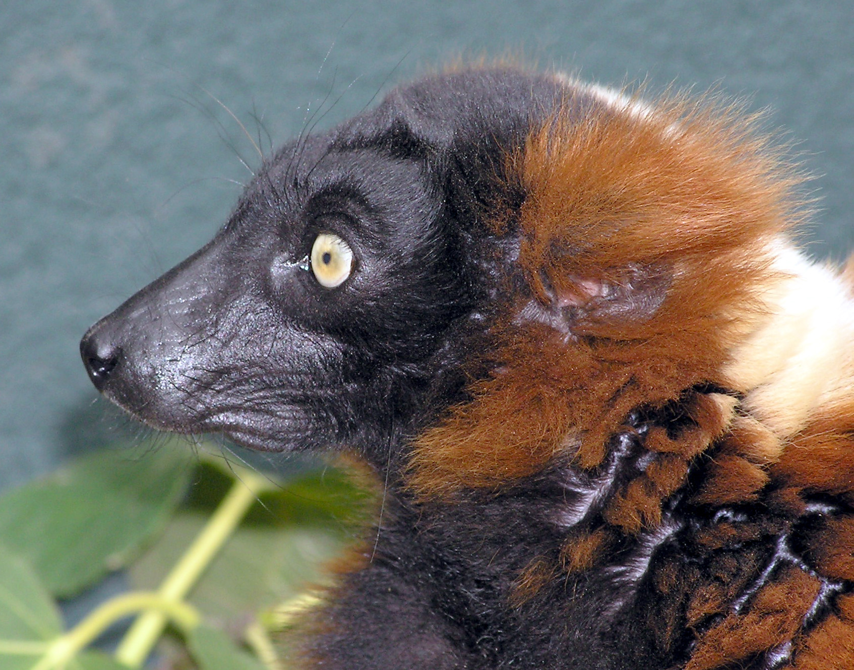 File:Red.ruffed.lemur.face.arp.jpg - Wikimedia Commons
