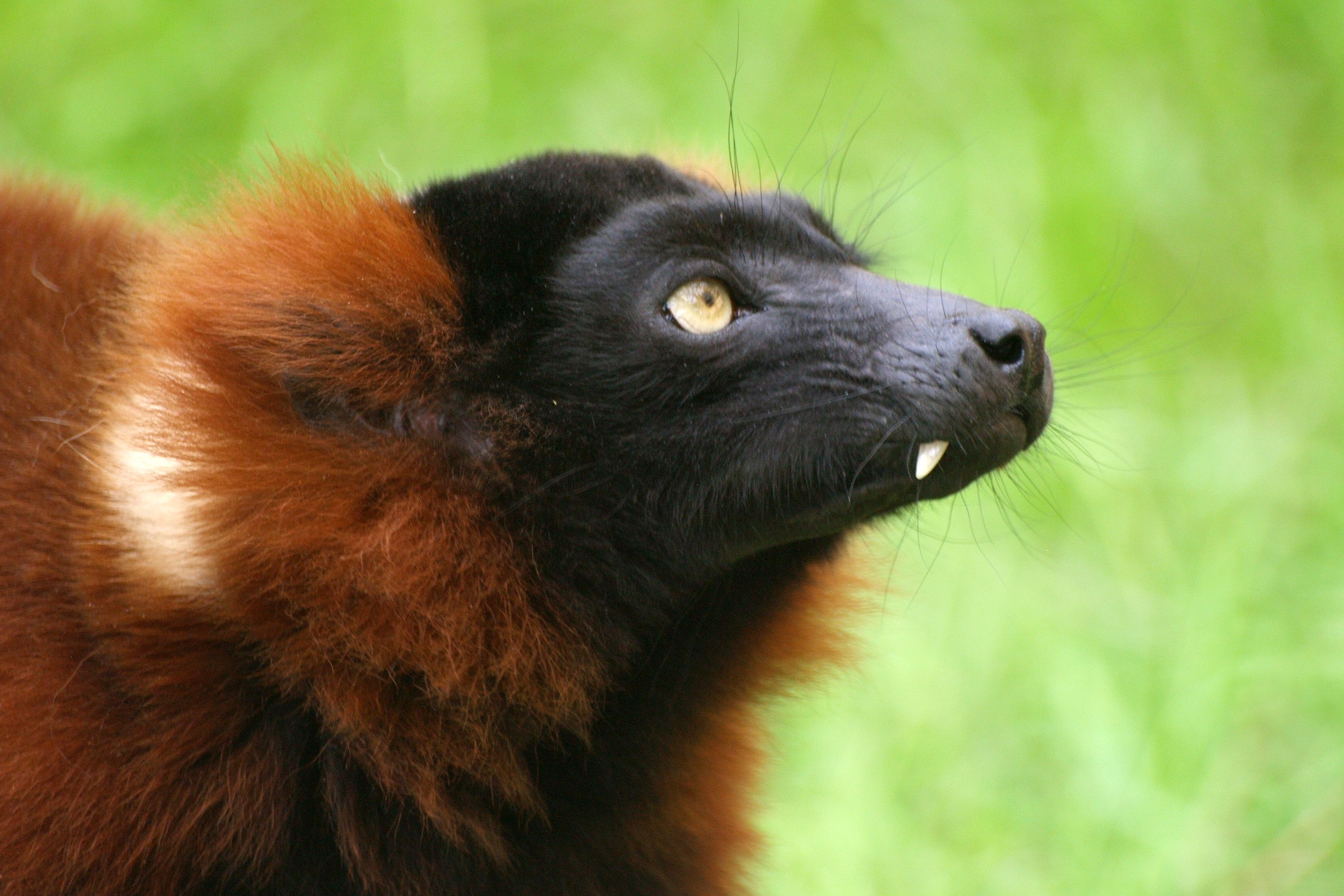Red ruffed lemur photo
