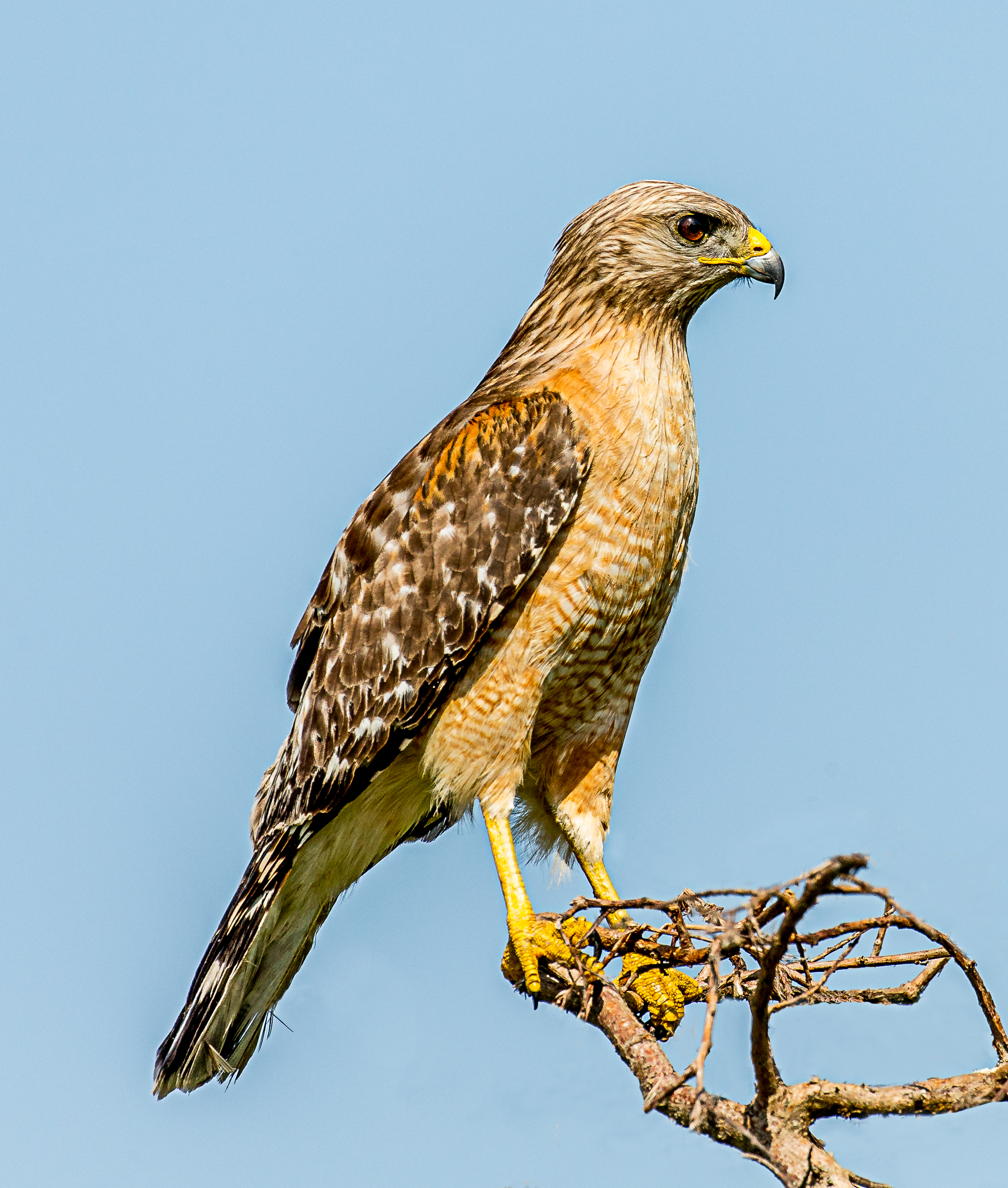 Red-shouldered hawk - Wikipedia