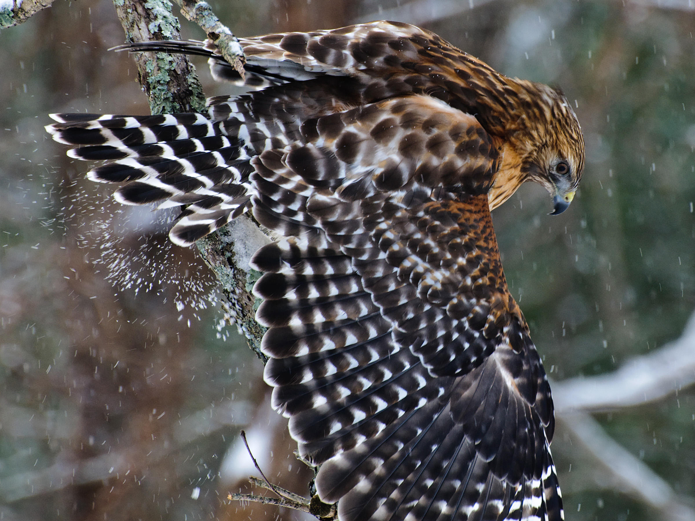 Red-shouldered Hawk | Audubon Field Guide