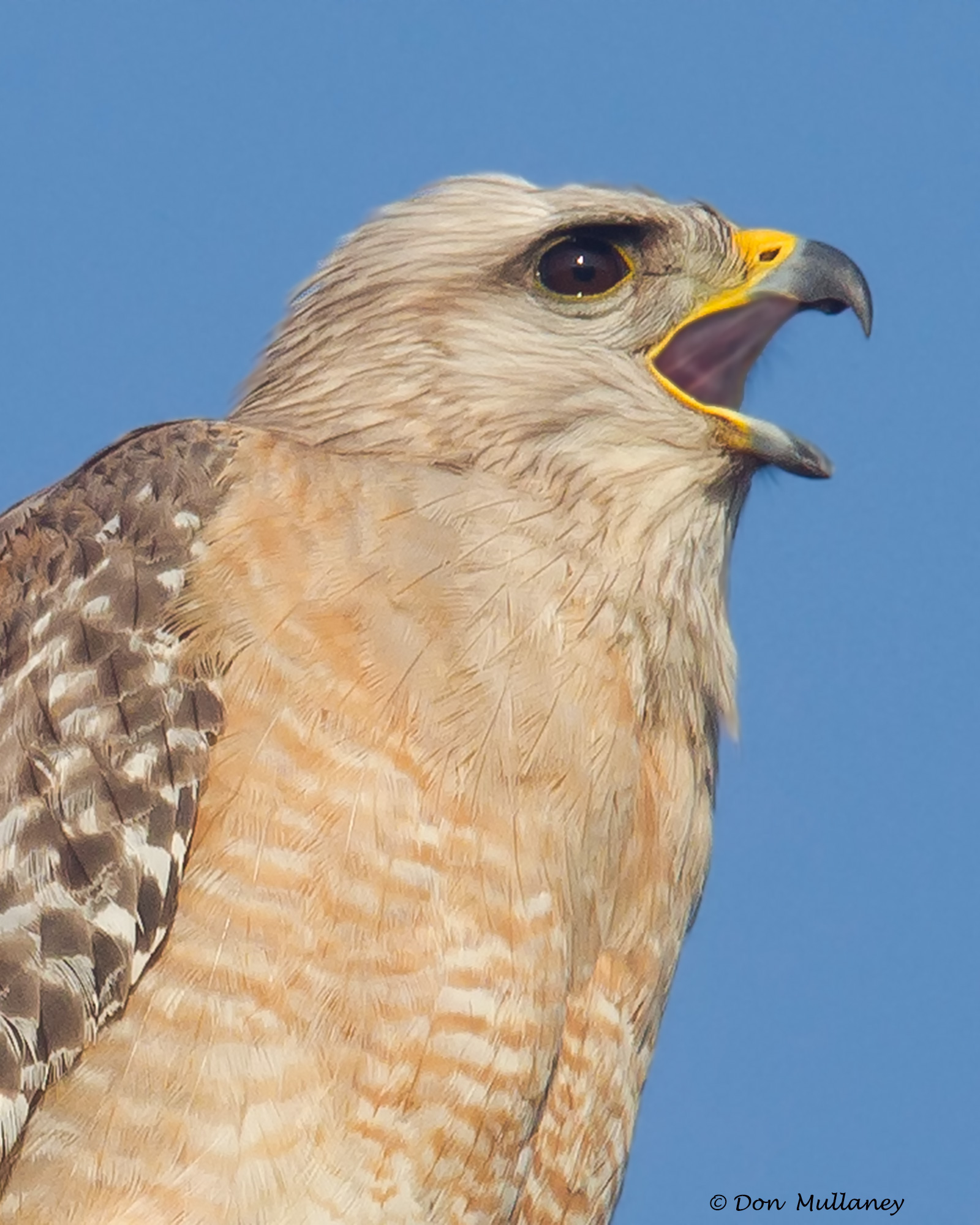 Red-shouldered-Hawk-(FL-Race)Calling-Don Mullaney « Audubon Everglades