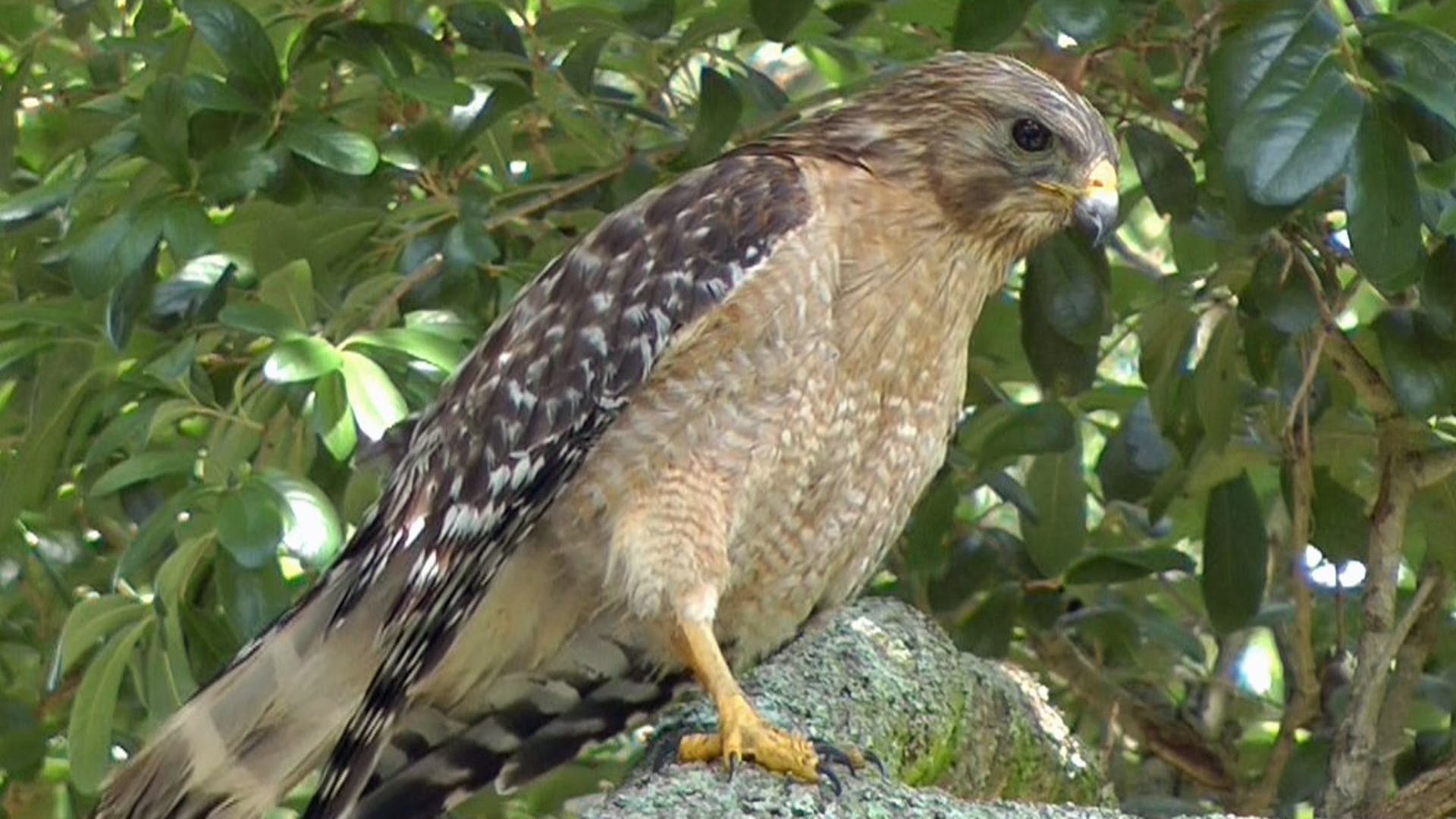 Red-Shouldered Hawk Calls & Hunts. FYV 1080 HD - YouTube