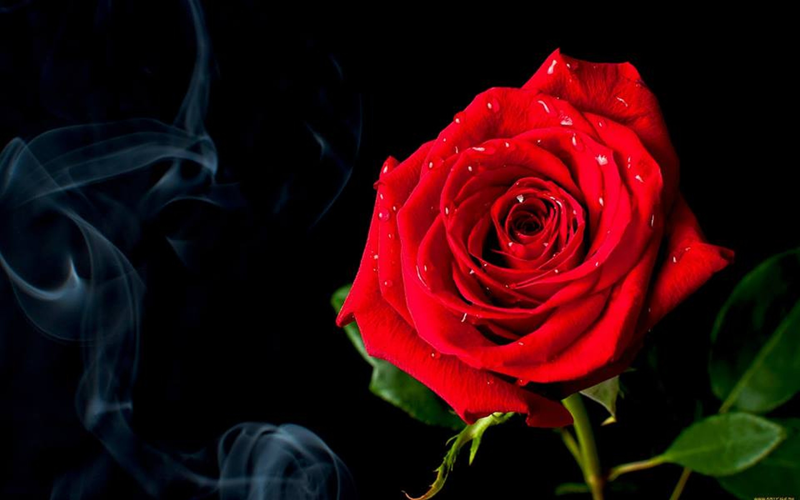 Flower: Rose Beautiful Red Smoke Dahlia Flower Desktop Background HD ...