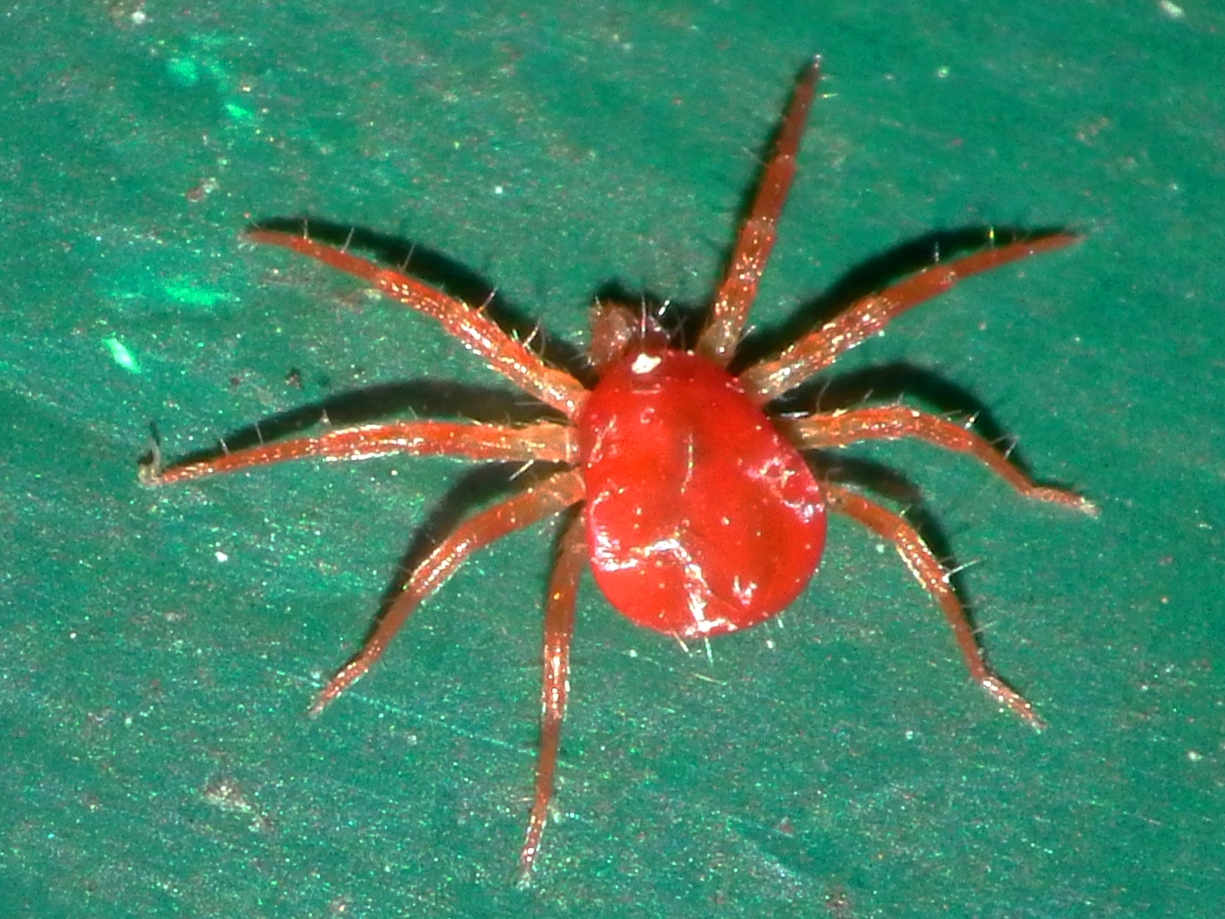 File:Red Spider Mite.jpg - Wikimedia Commons