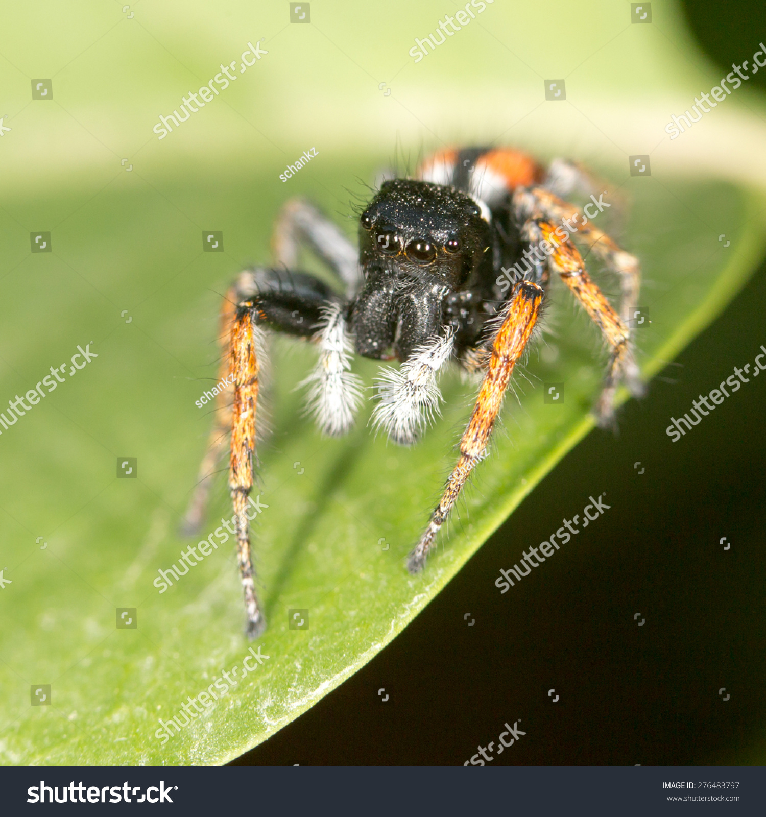 Portrait Red Spider Jumper Stock Photo 276483797 - Shutterstock