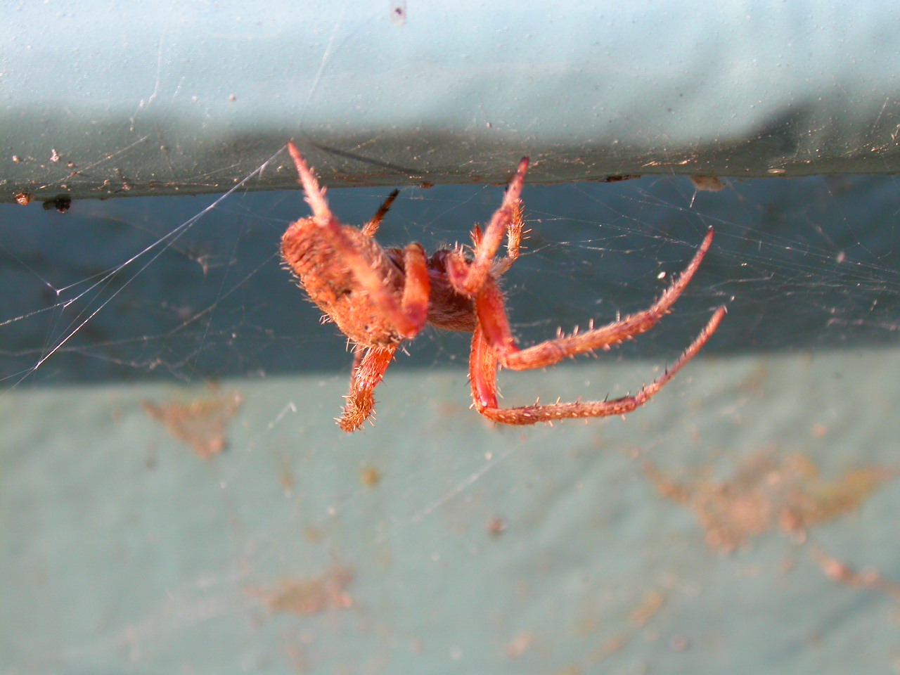 Red spider, Bite, Bug, Crawl, Hang, HQ Photo