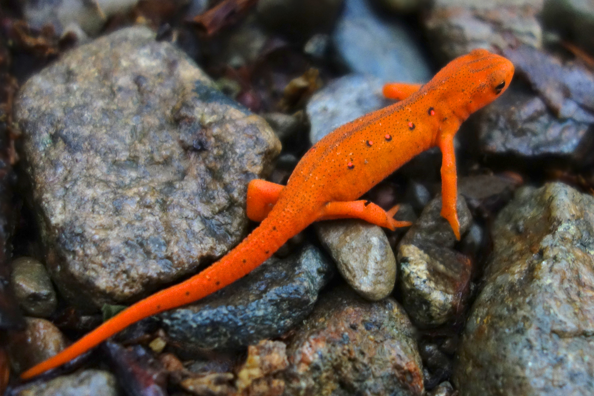 Red spotted newt photo