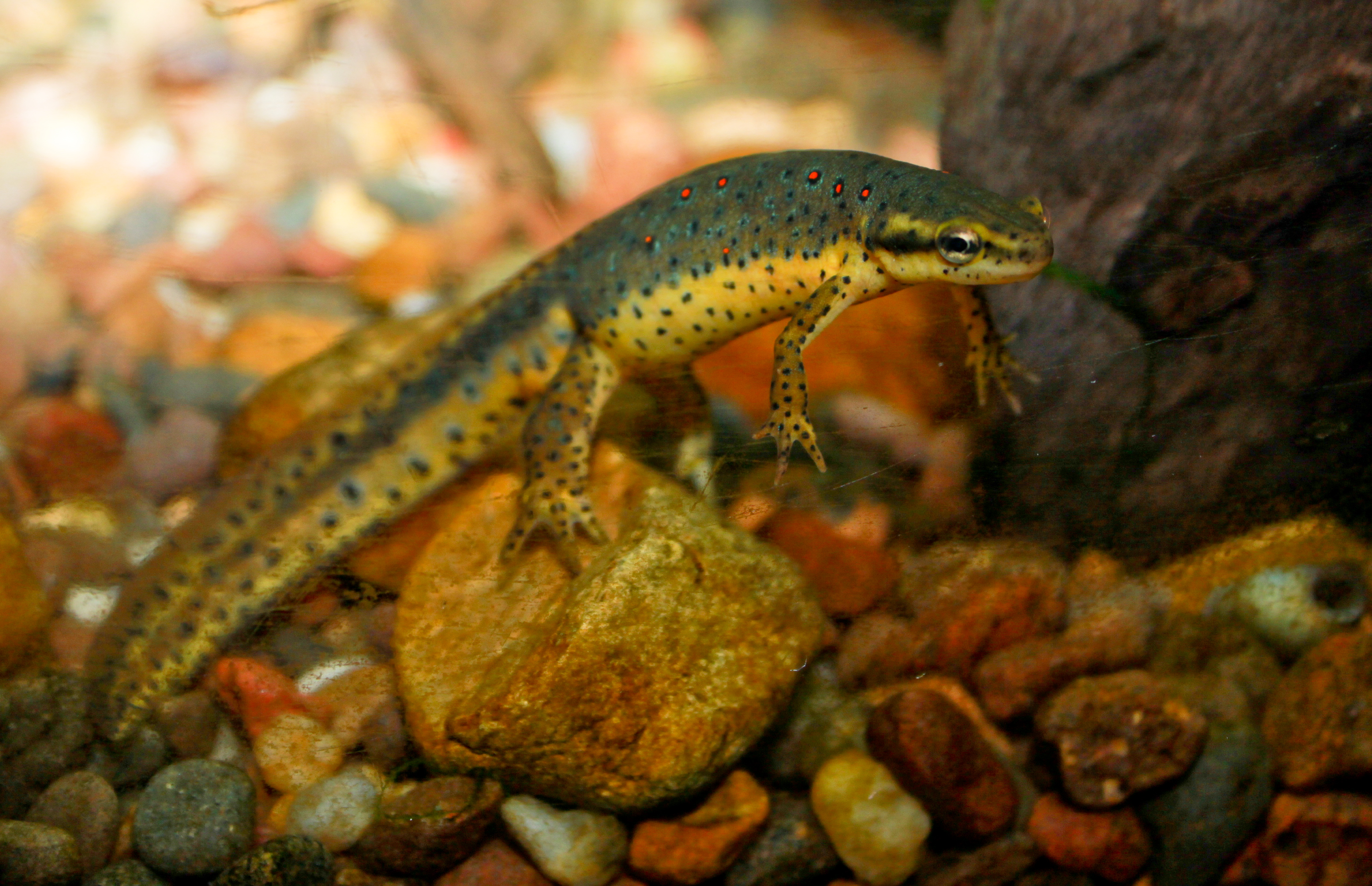 File:Redspotted newt.jpg - Wikimedia Commons