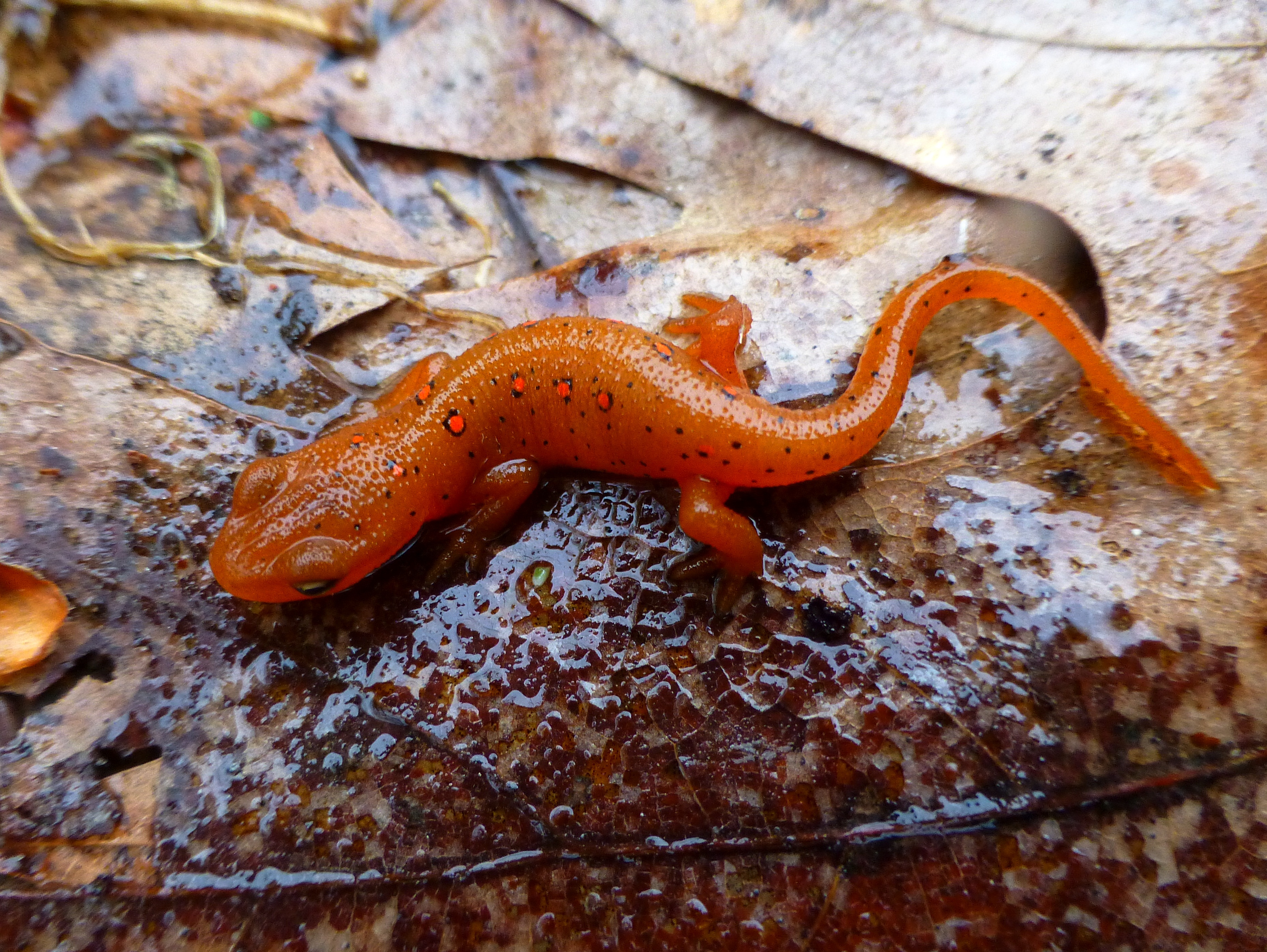 red-spotted newt | Uconnladybug's Blog