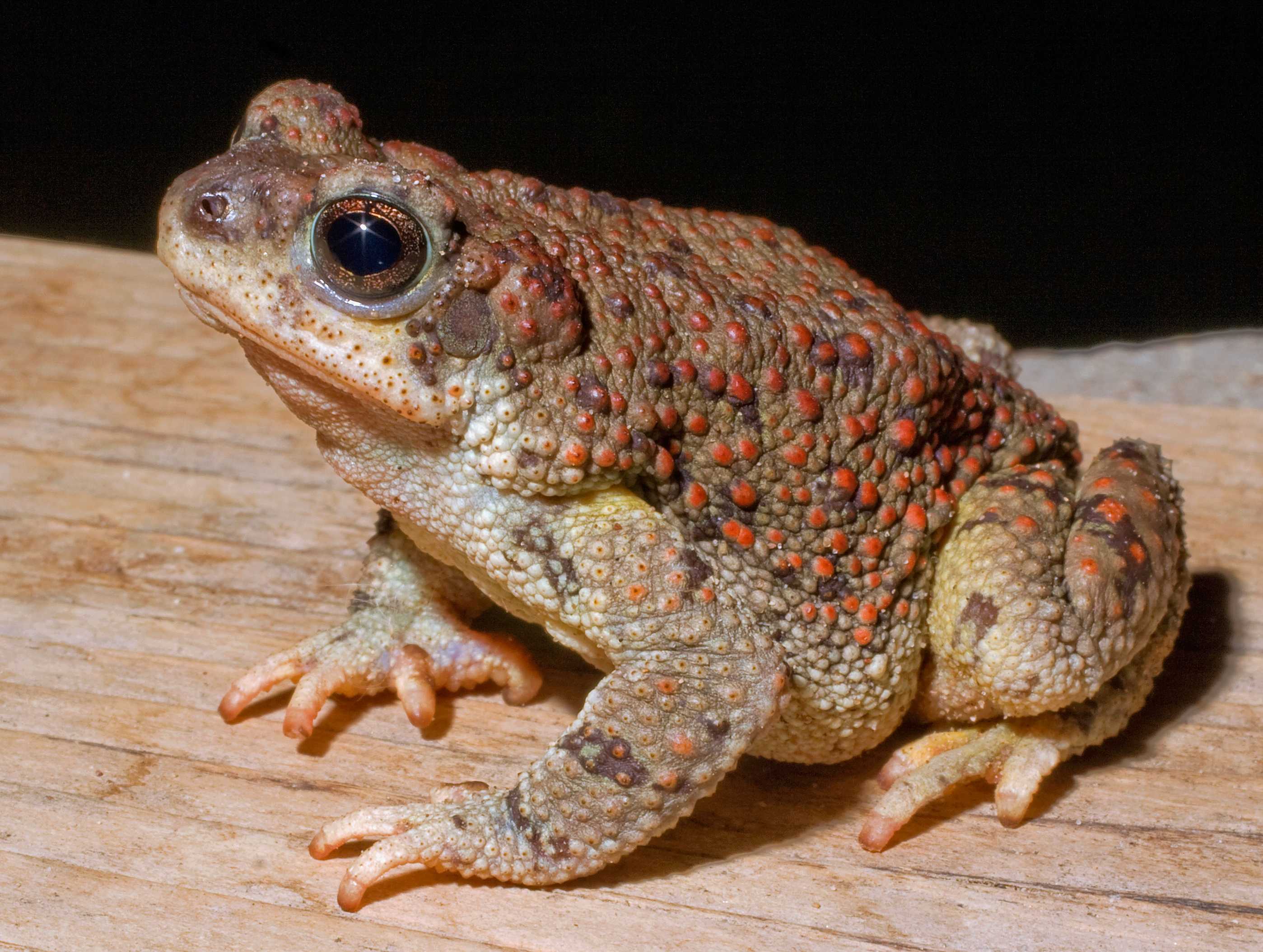 Red spotted toad photo