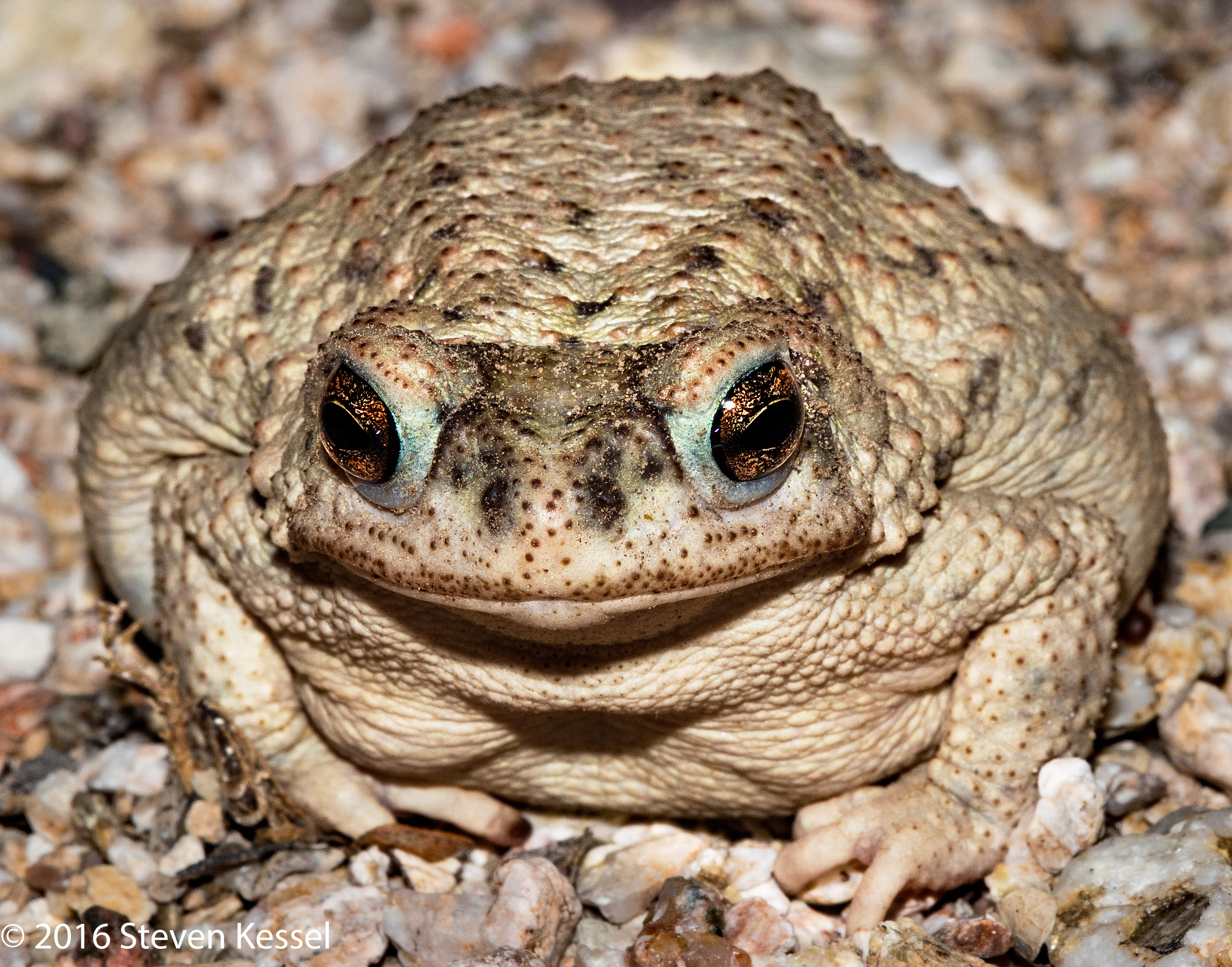 Red-Spotted Toad and Canyon Tree Frog — A Couple Of Portraits ...