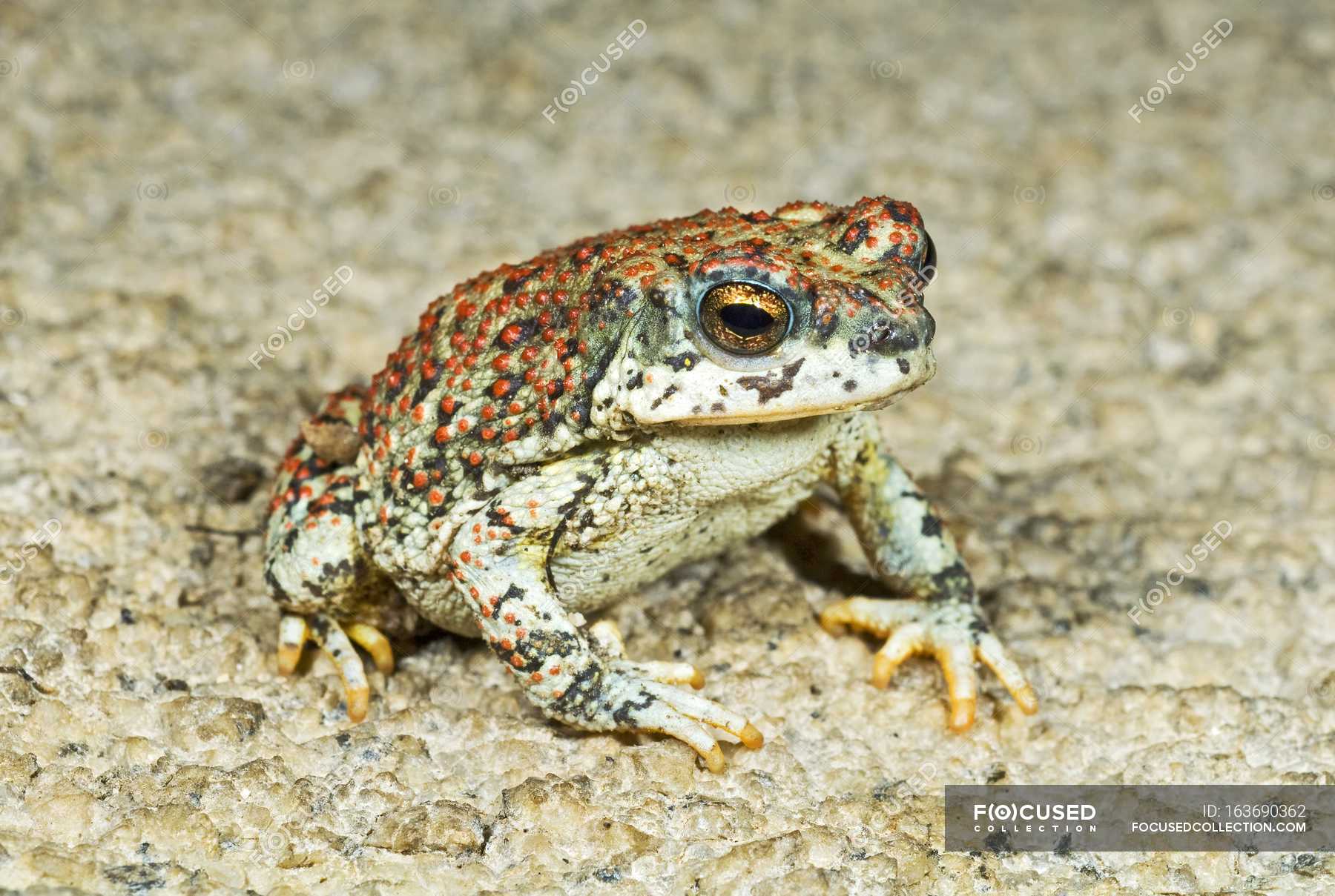 Red-Spotted Toad (Bufo Punctatus) — Stock Photo | #163690362