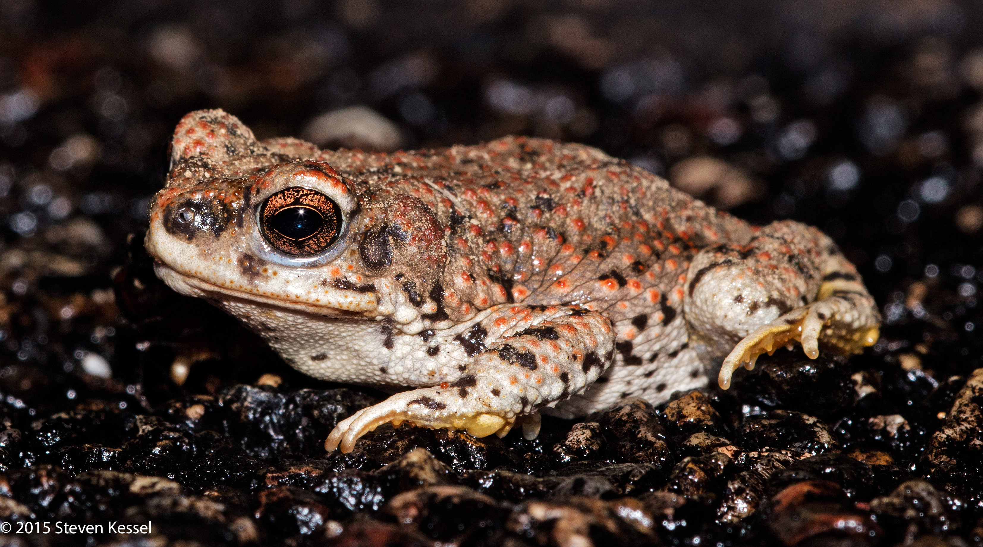 More Red-Spotted Toads | Sonoran Images