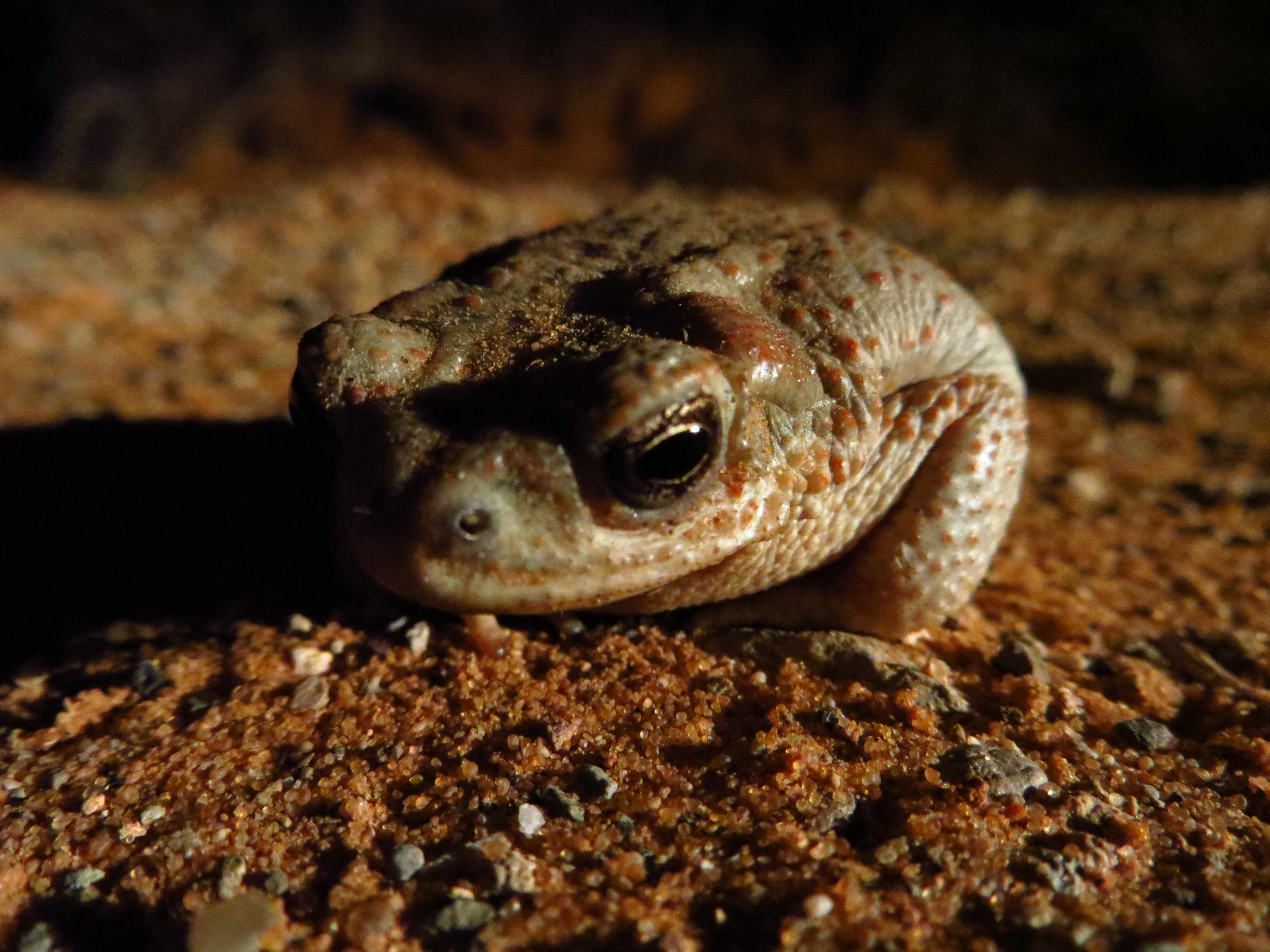File:Red-spotted Toad (9444366669).jpg - Wikimedia Commons