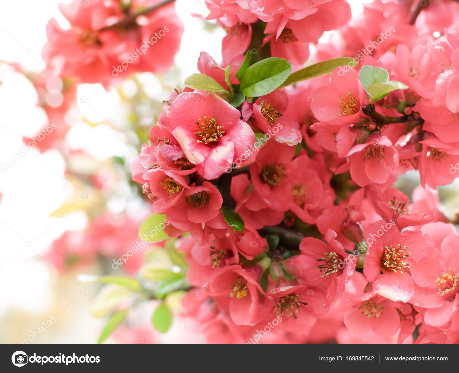 Red springtime blossom photo