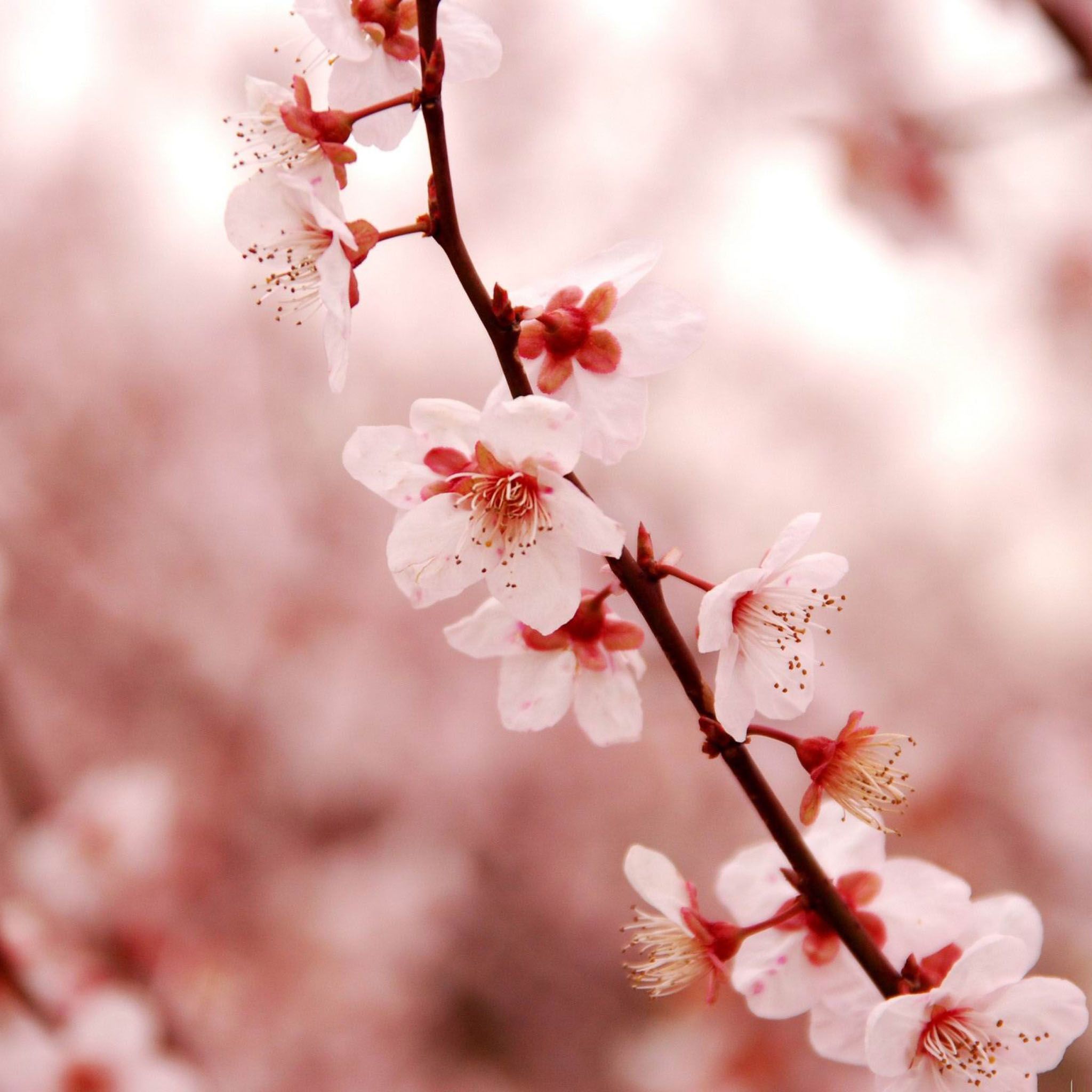 Pink Cherry Blossom Beauty Spring Desktop 2048 x 2048 iPod 3 ...