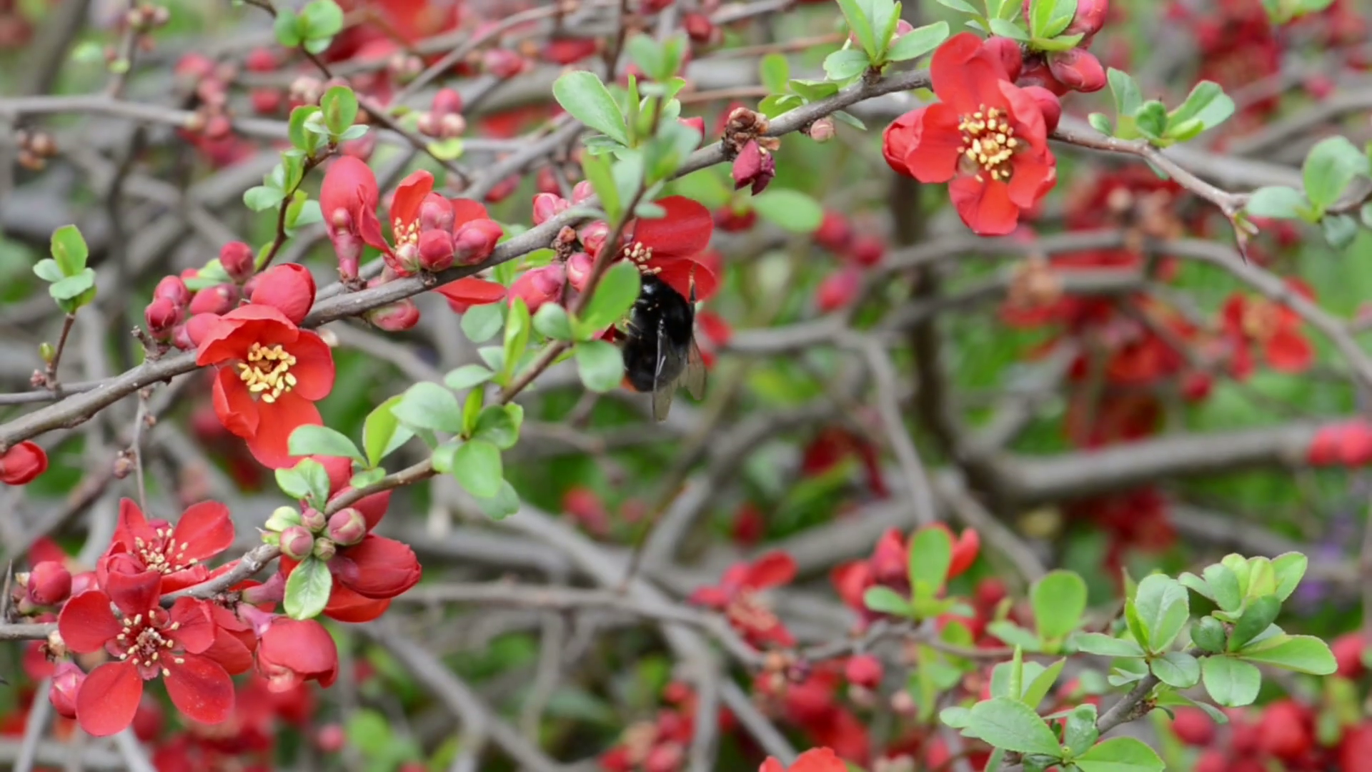 Springtime. red Chaenomeles bush in blossom. bumblebee flying. Stock ...
