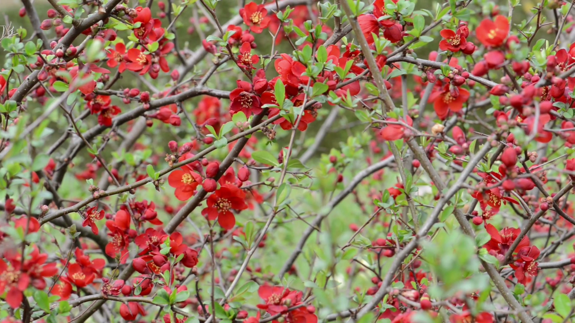 Springtime. red Chaenomeles bush in blossom. Stock Video Footage ...