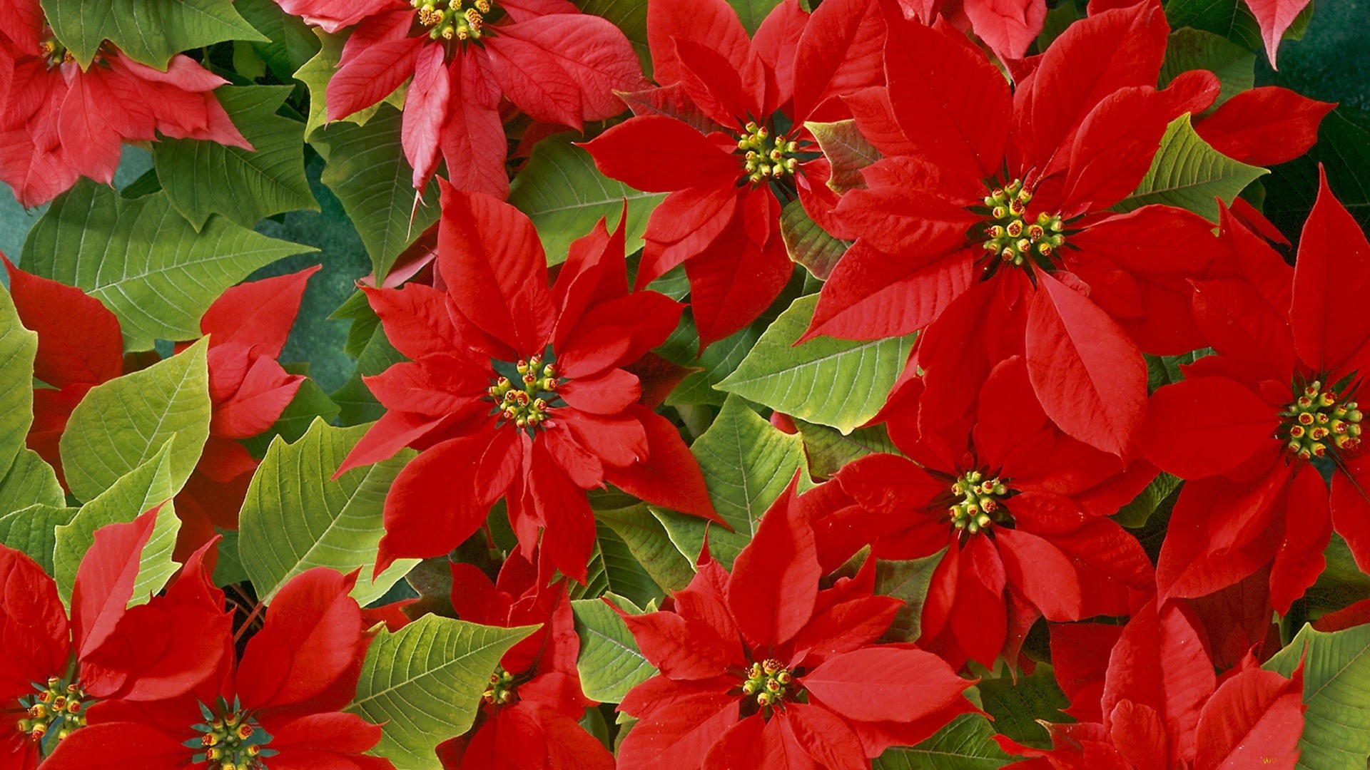 Flower: Flower Flowers Red Nature Bethlehem Star Hd Image HD 16:9 ...