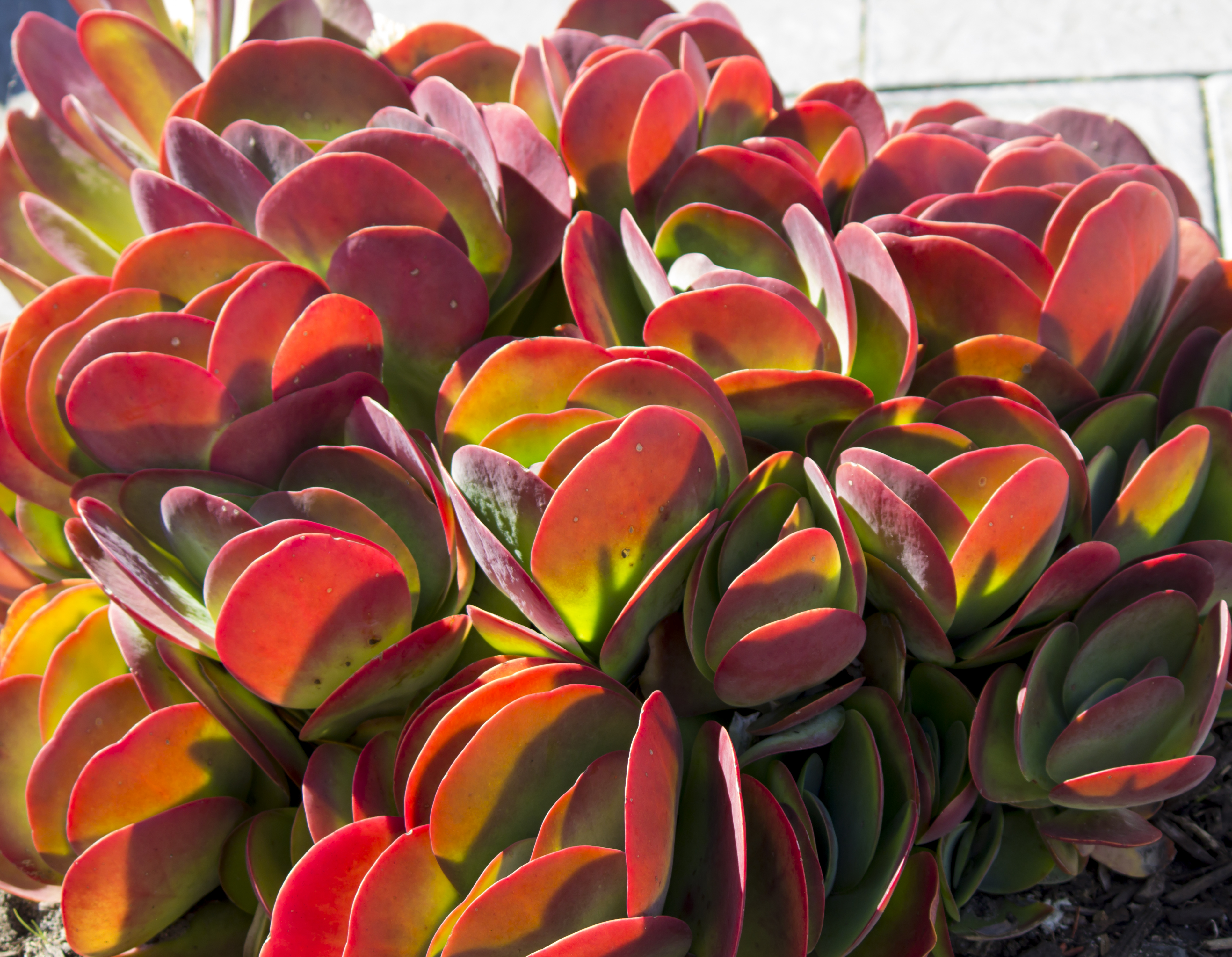 Pink Succulents Mom Will Love | Espoma