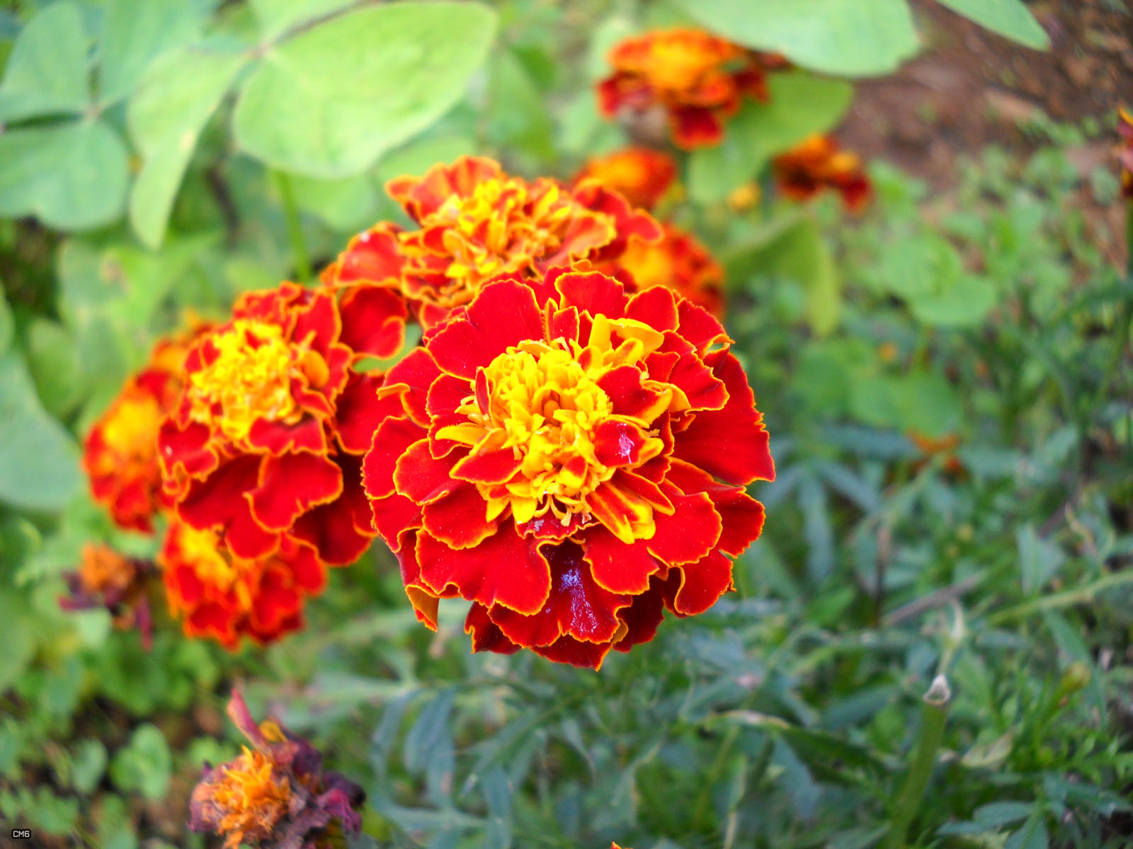 File:Tagetes cultivar red and yellow 8399.jpg - Wikimedia Commons