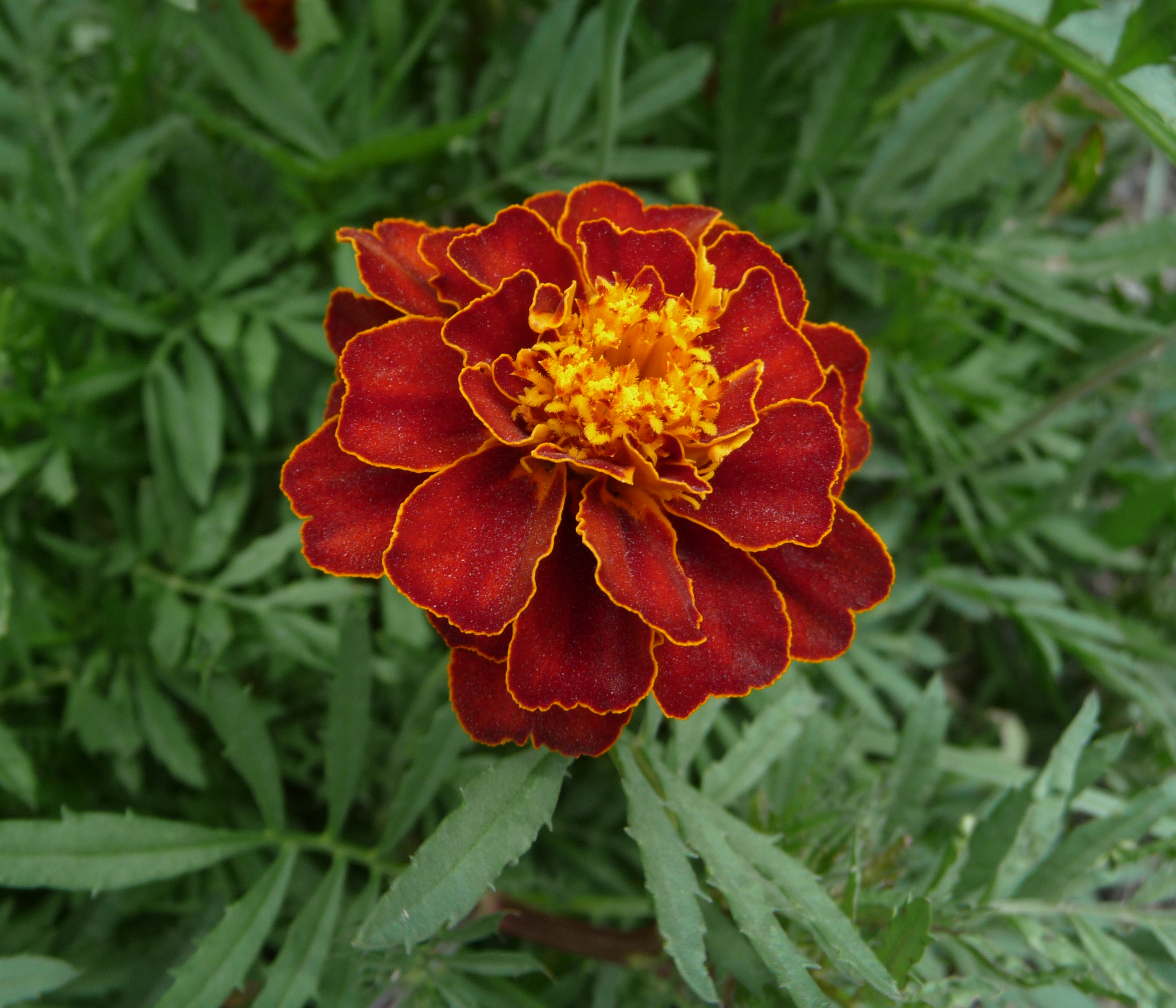 File:French marigold garden 2009 G2.jpg - Wikimedia Commons
