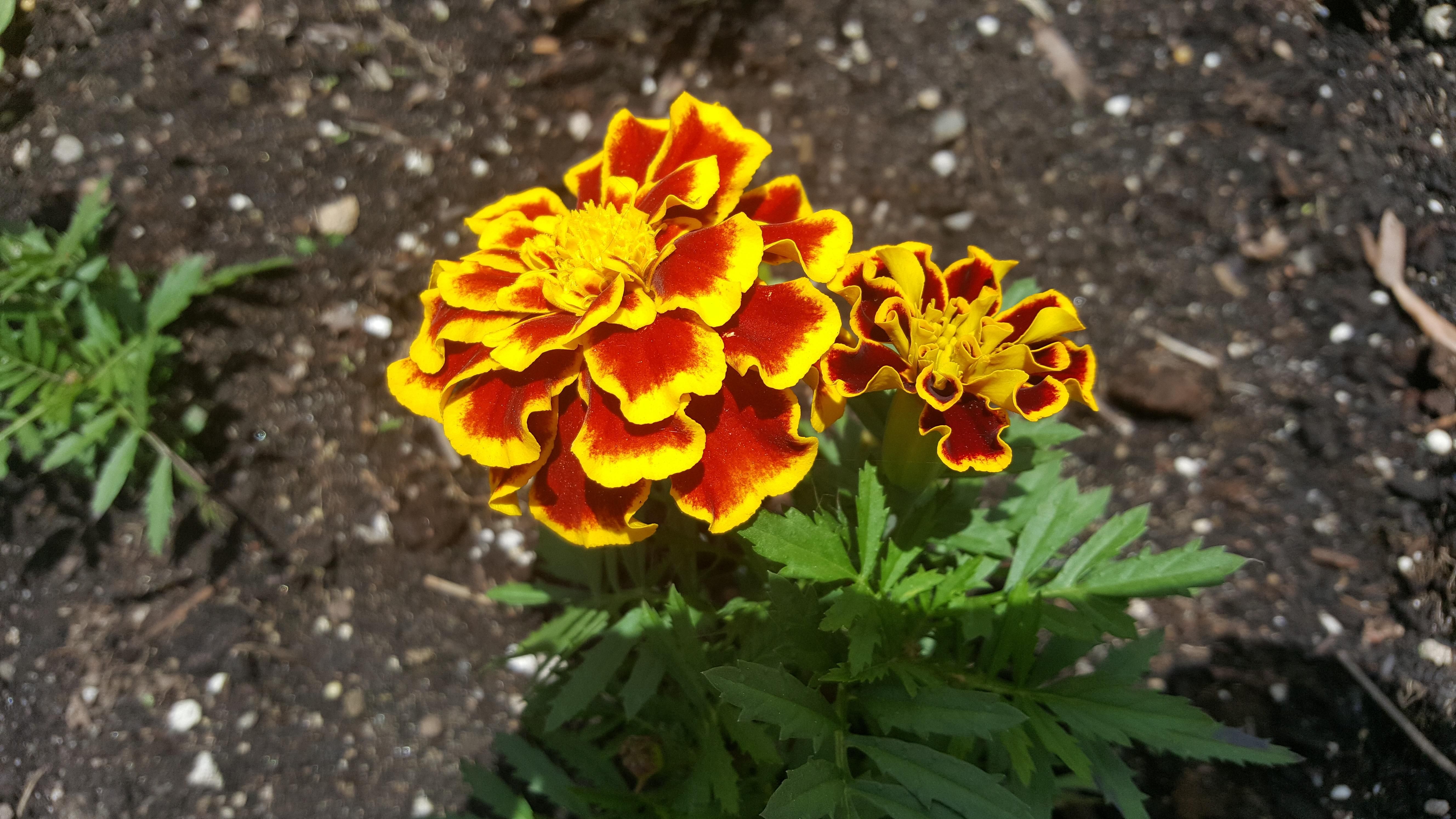 Tagetes (marigold) in red and yellow. [OC/OS] [5312 x 2988 ...