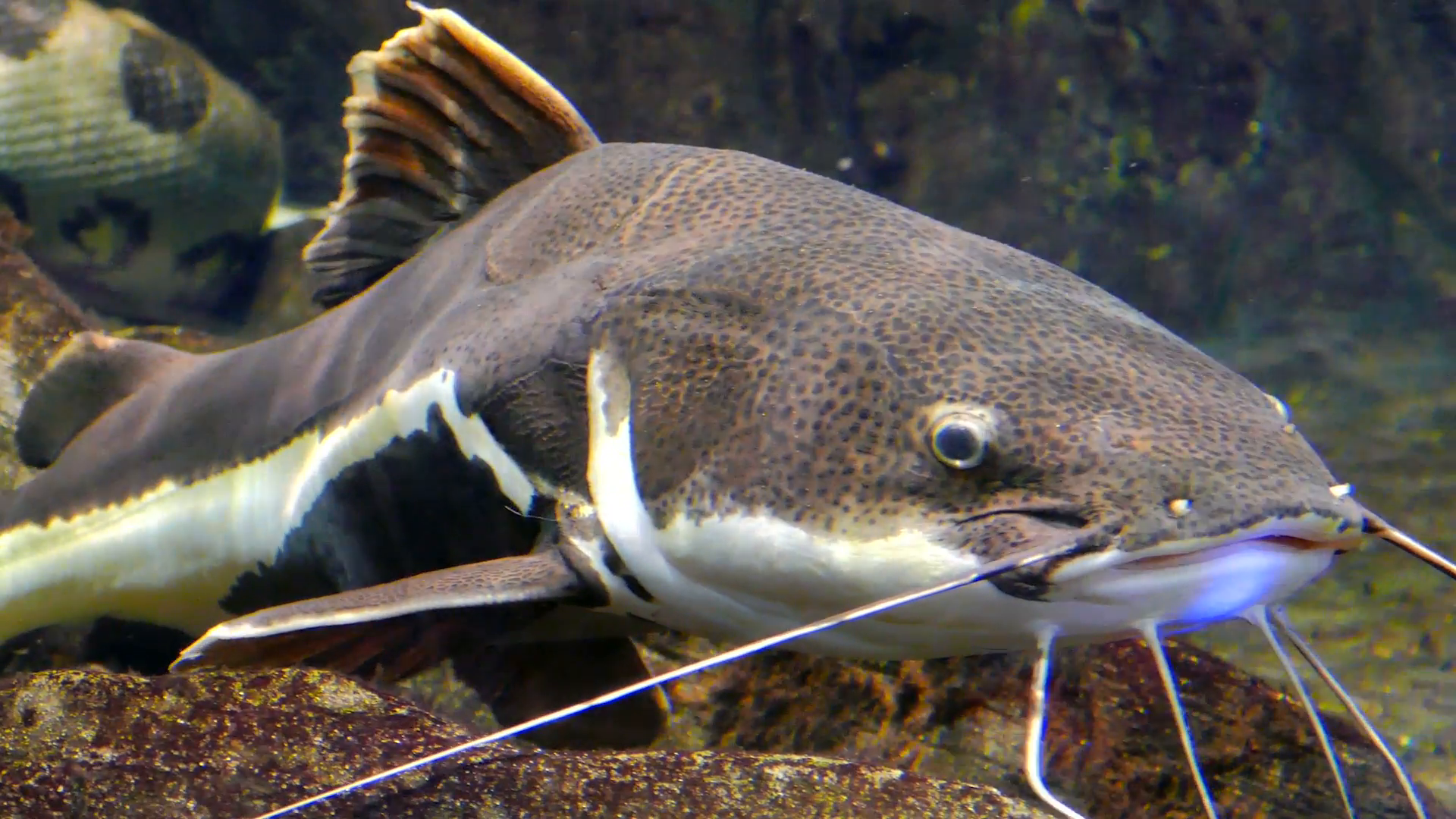 Redtail catfish. Phractocephalus hemioliopterus Stock Video Footage ...