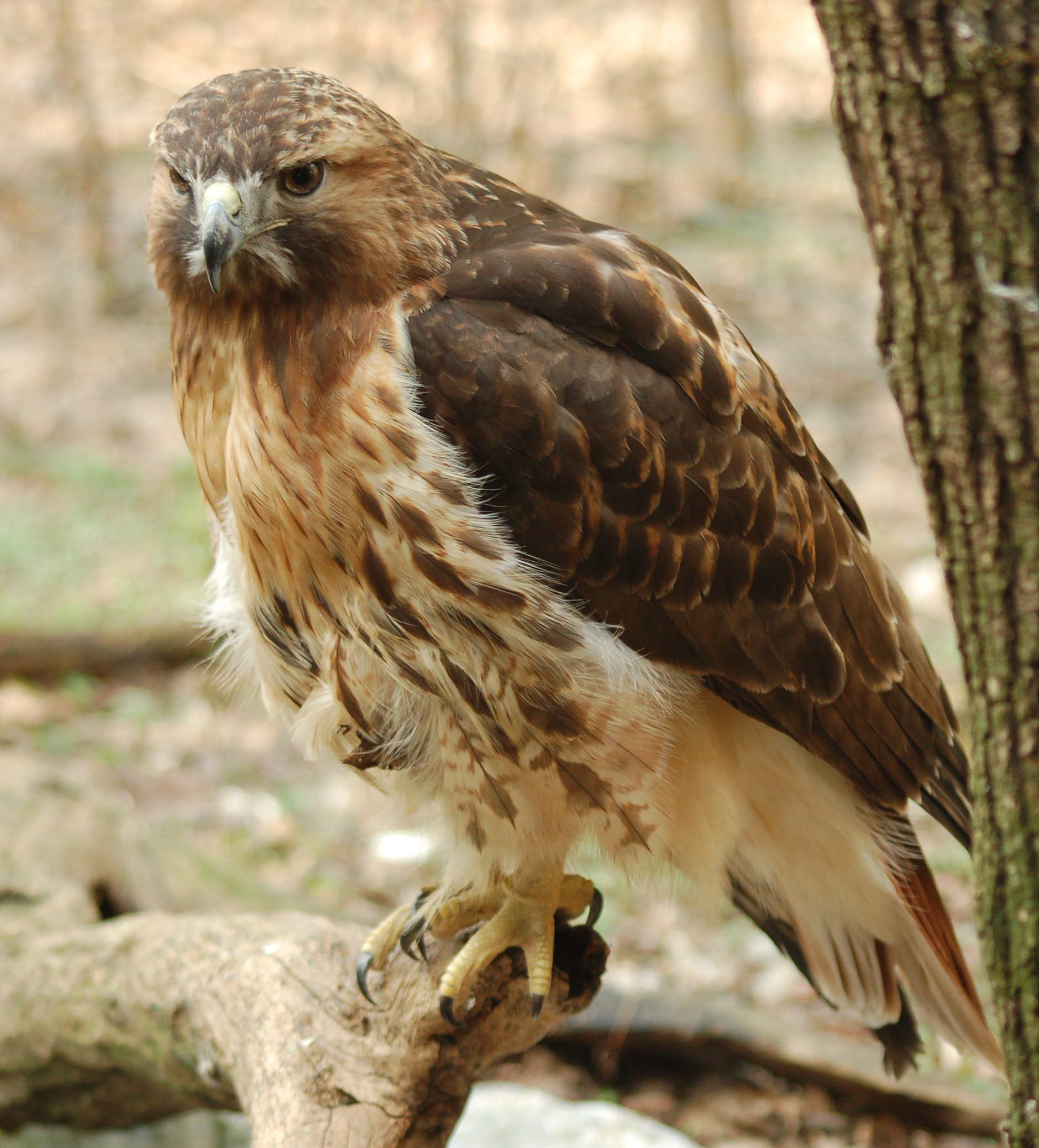 File:Red-tailed Hawk Buteo jamaicensis Full Body 1880px.jpg ...