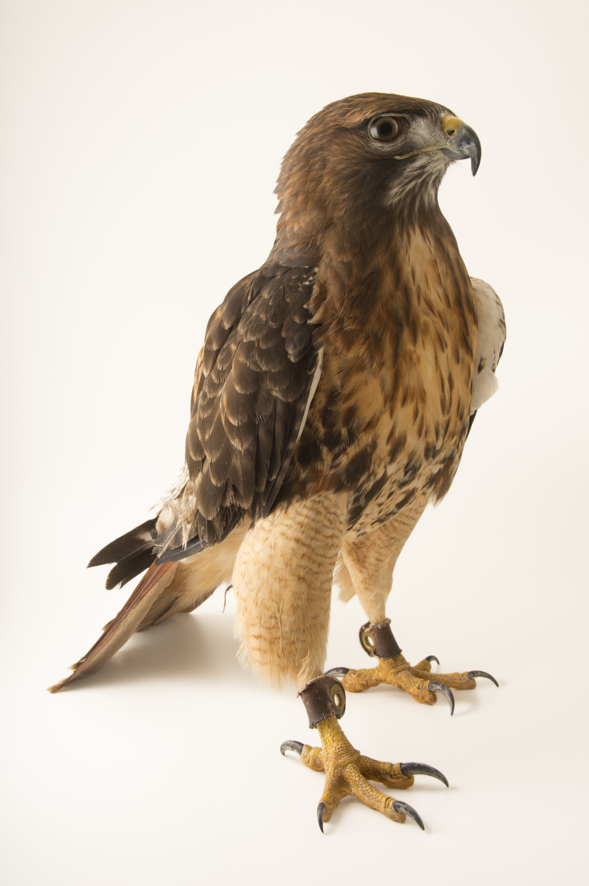 Red-tailed hawk images - Joel Sartore