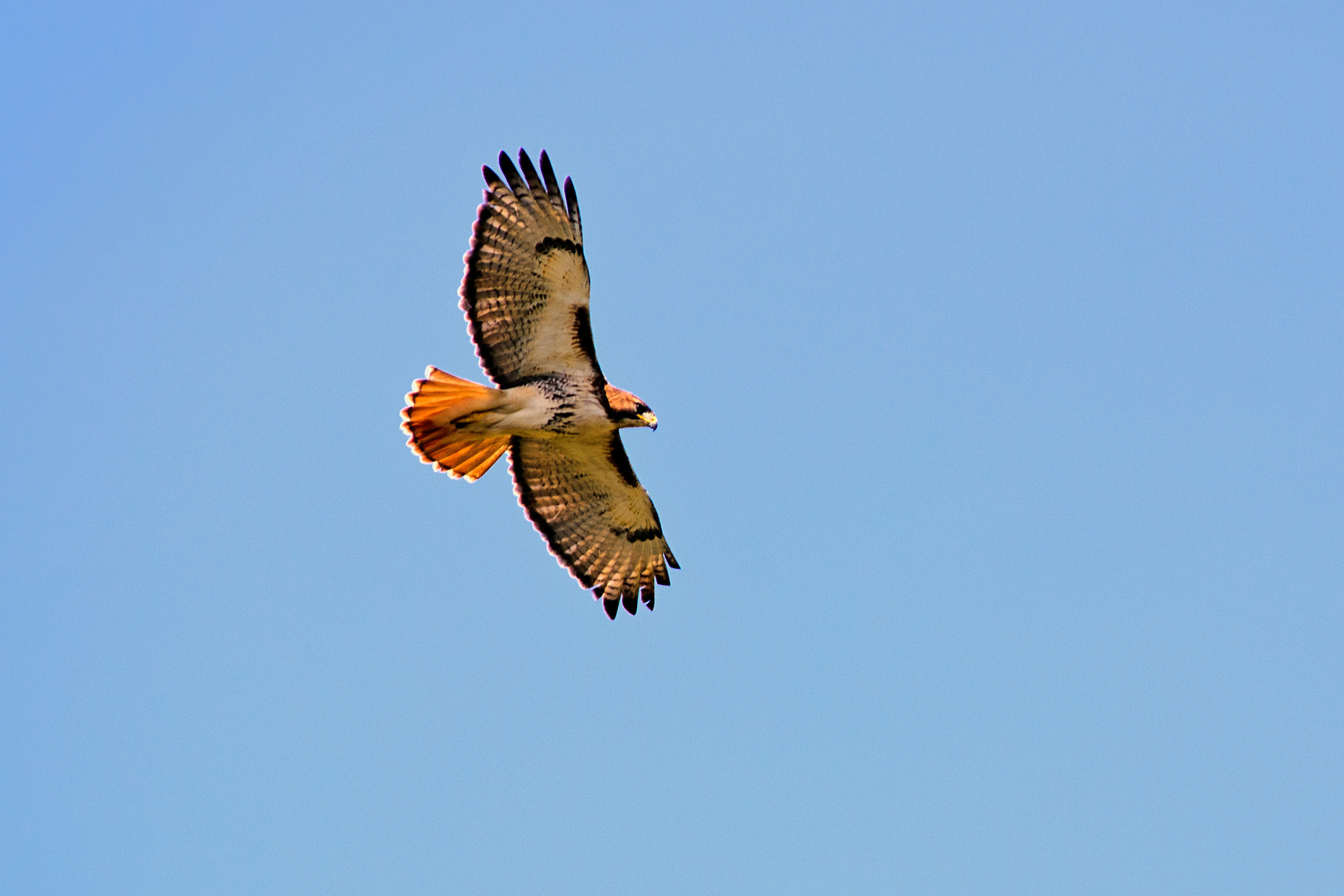 Red-tailed Hawk - Alabama Birding Trails