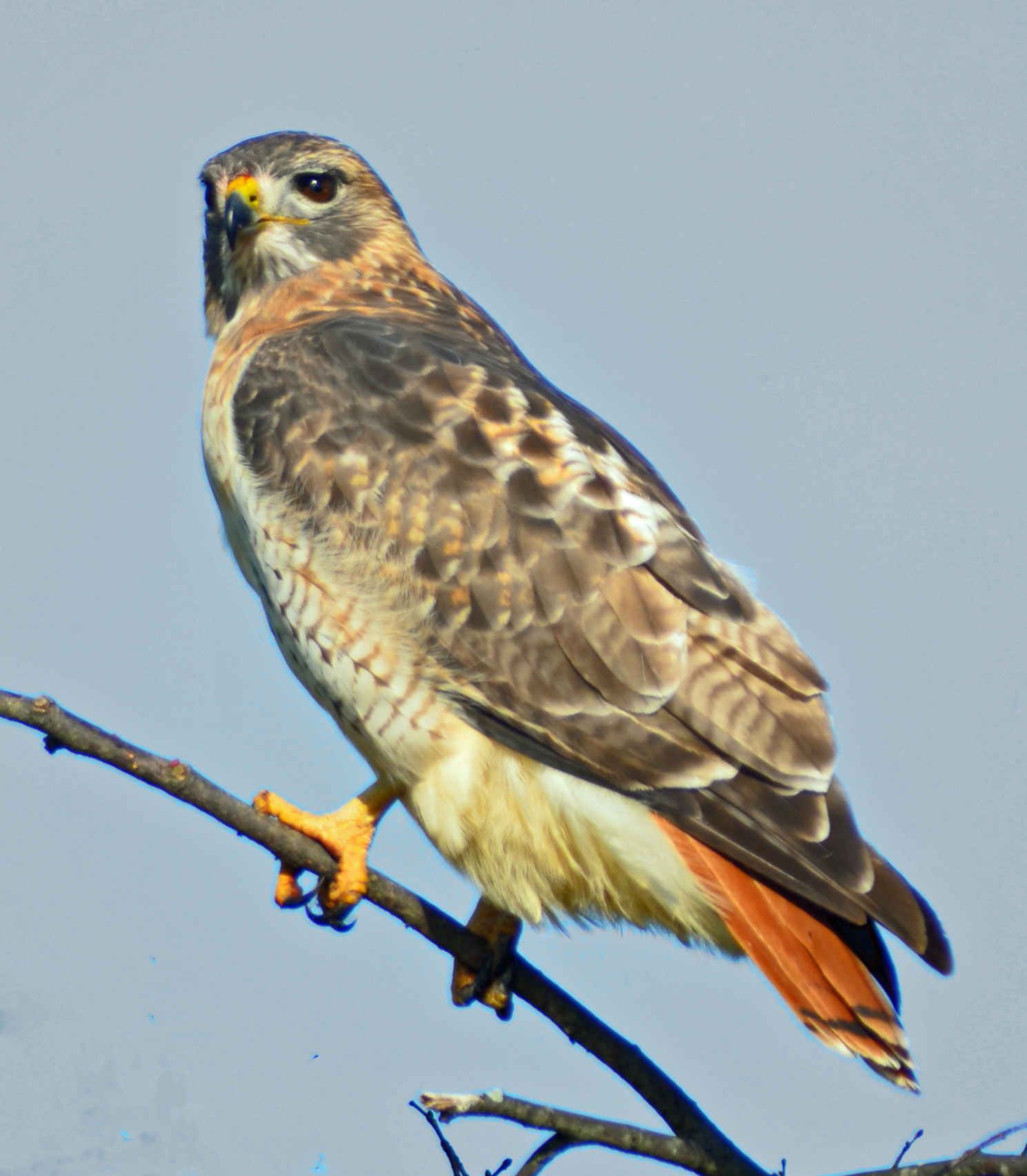 Red tail hawk goes back to his old nest year after year. He circles ...