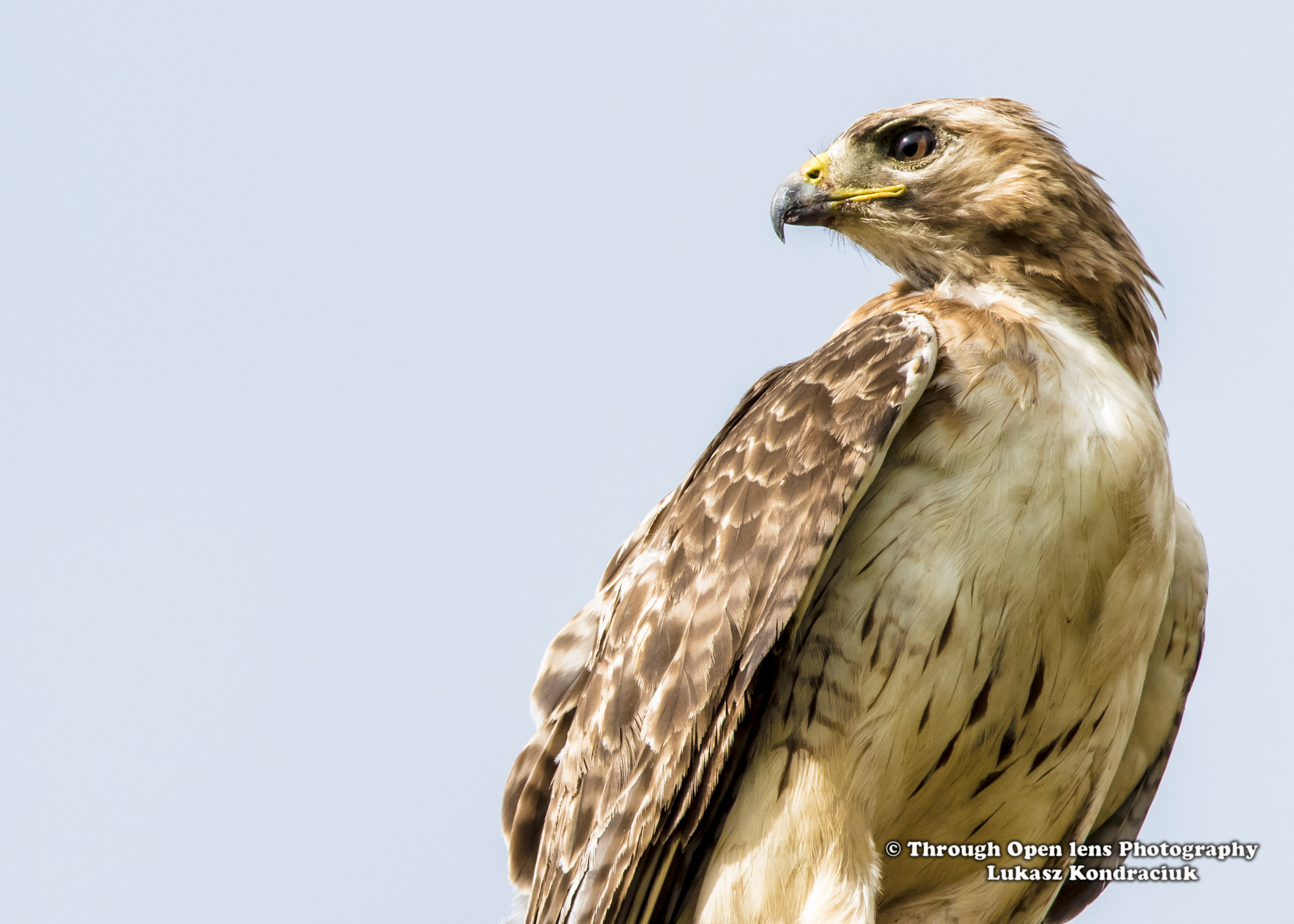Red Tail Hawk – Through Open Lens