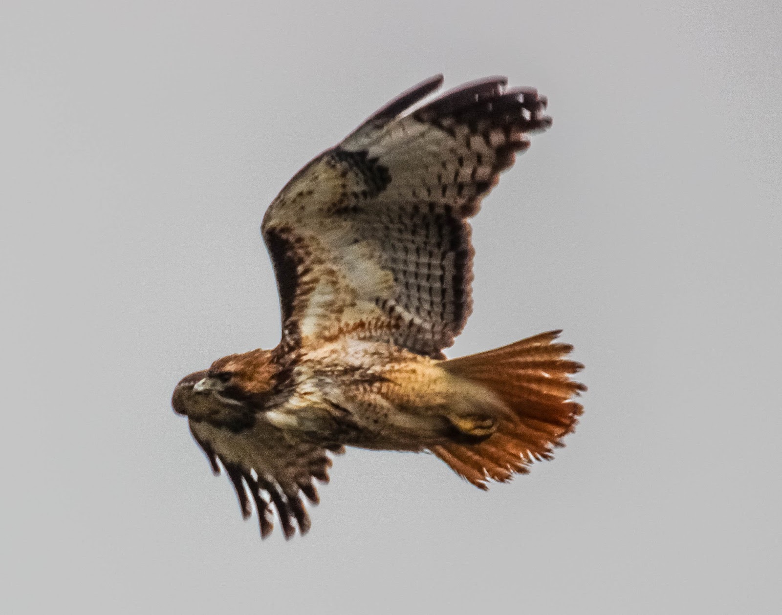 Cannundrums: Western Red-Tailed Hawk