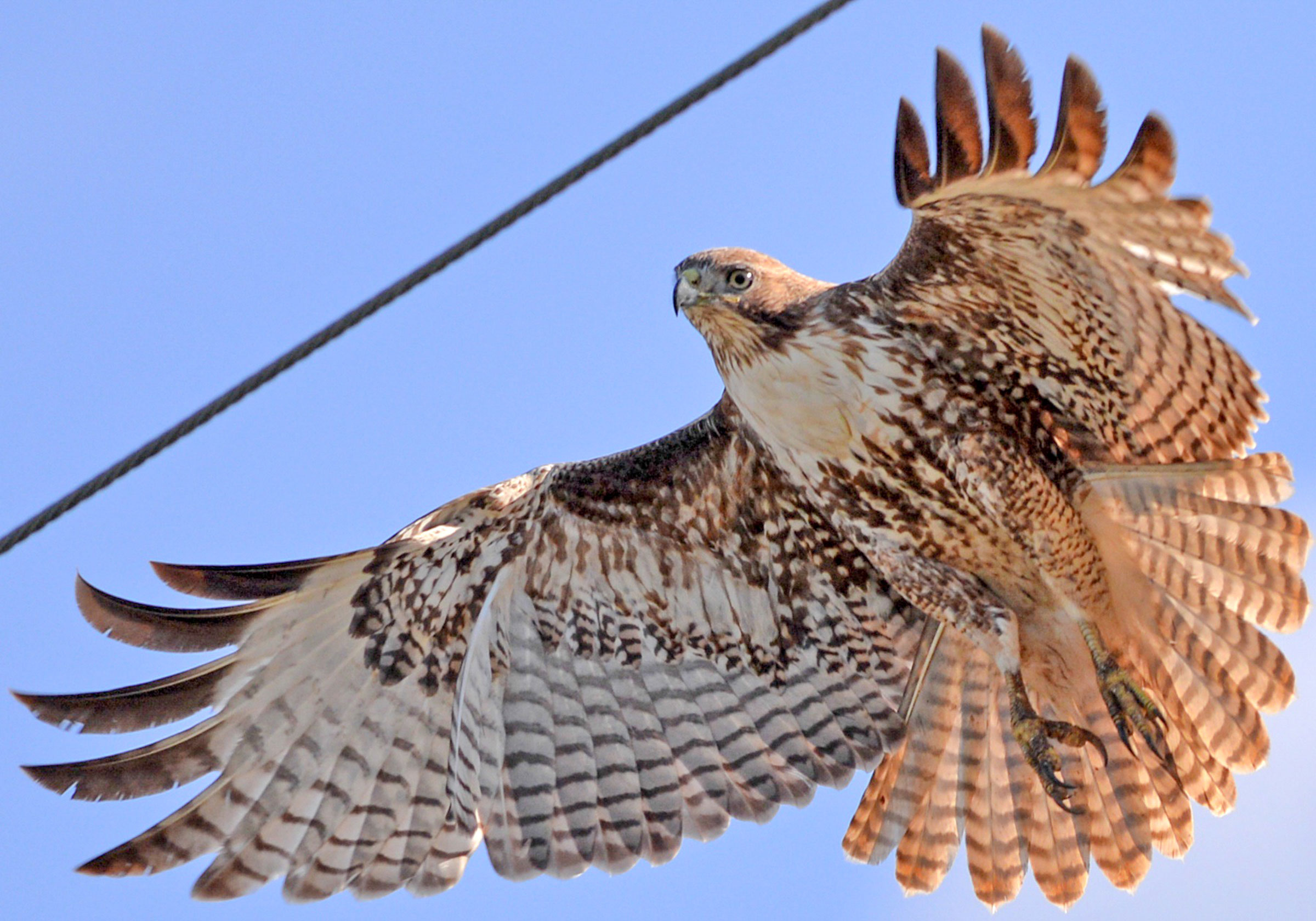 Six Quick Questions to Help You Identify Red-Tailed Hawks | Audubon