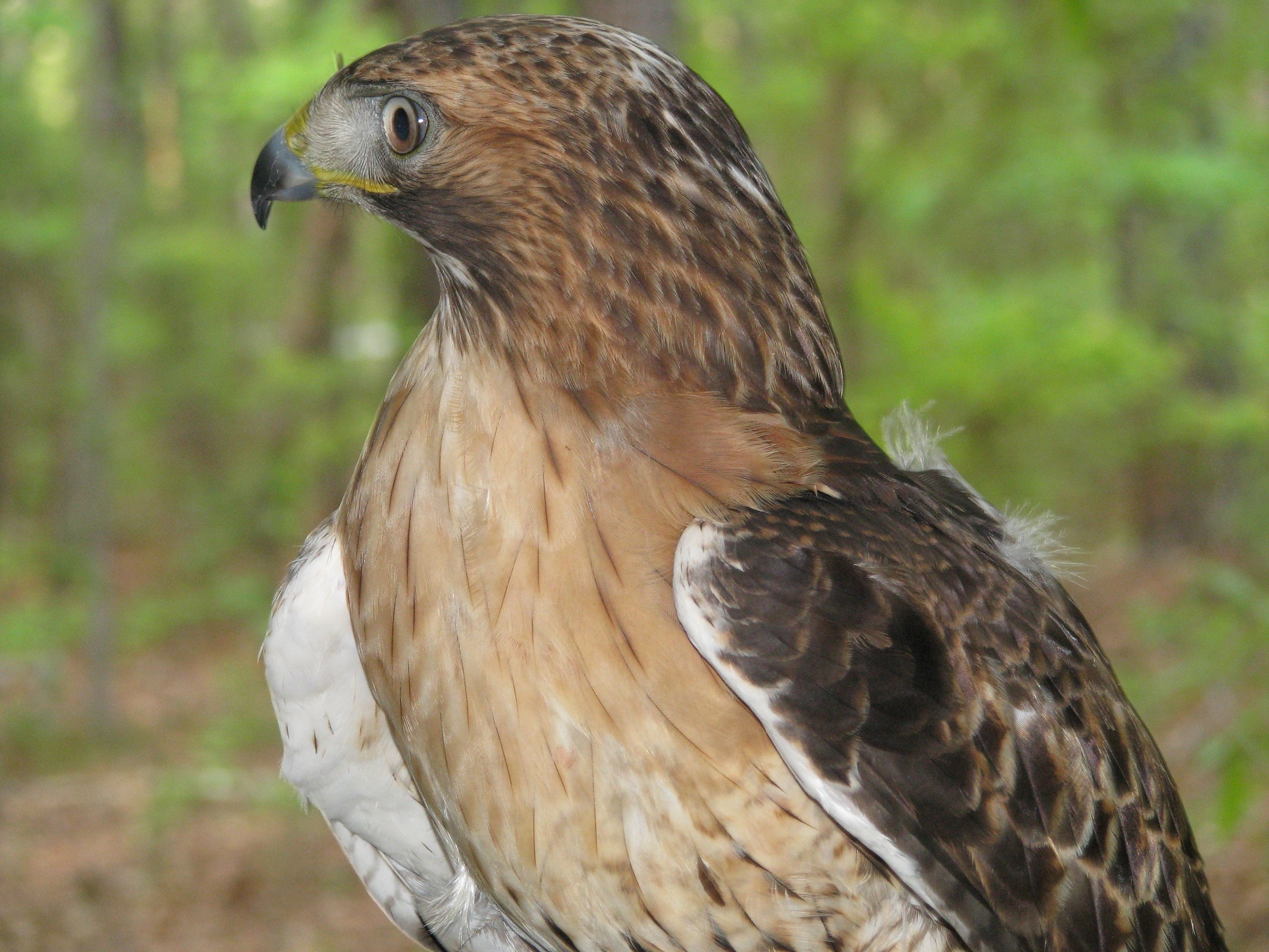 Red tailed hawk photo