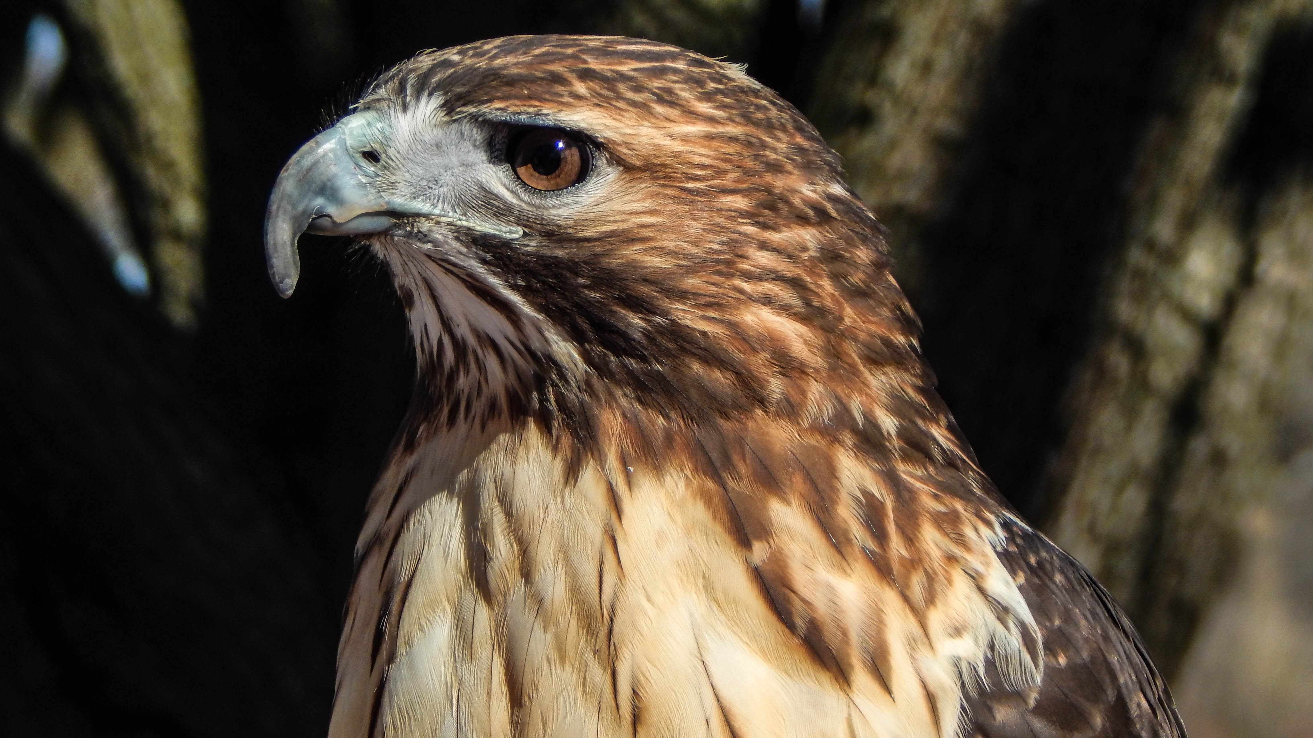 Red-tailed hawk - Potawatomi Zoo