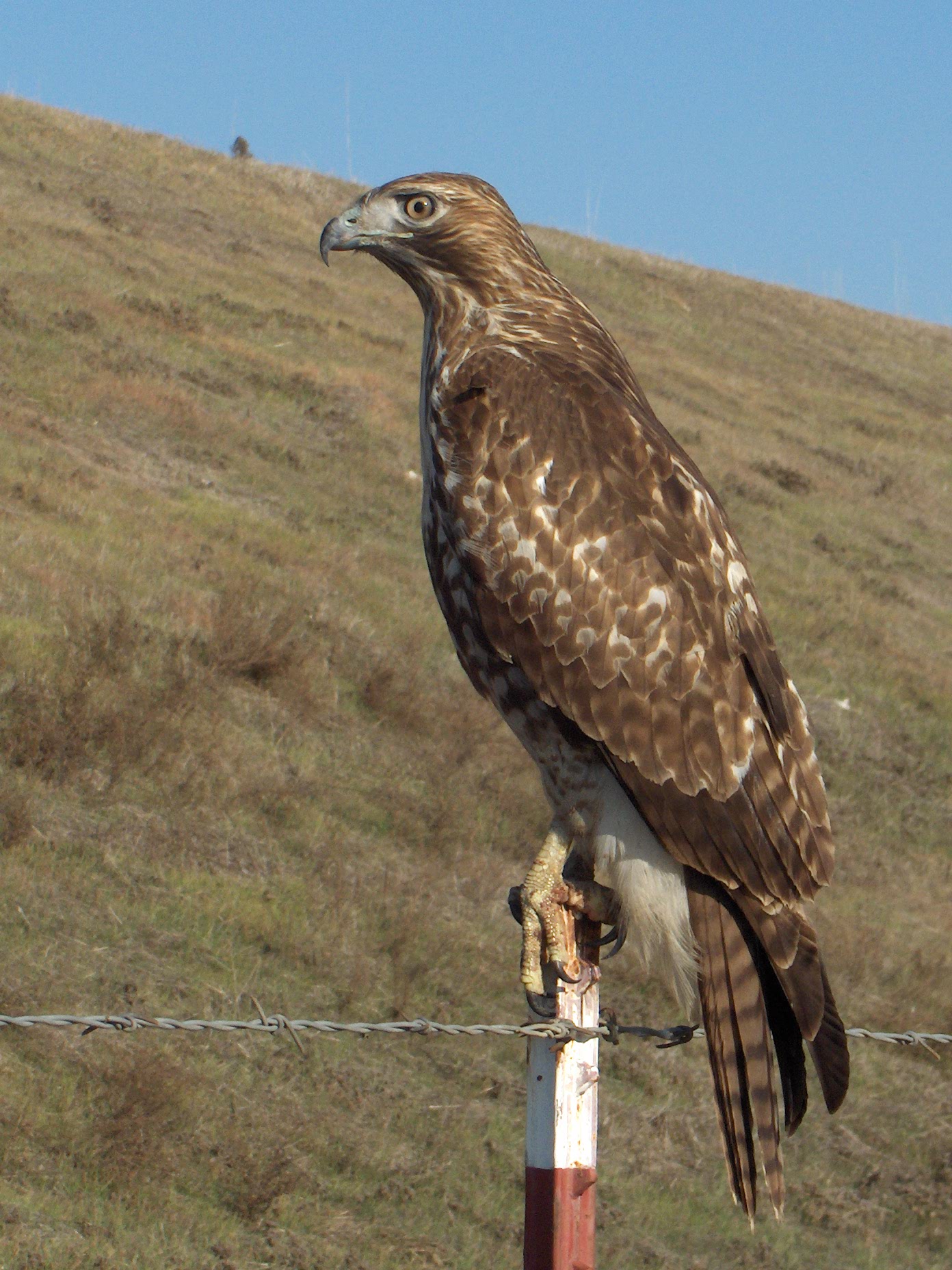 File:Red Tail Hawk.JPG - Wikimedia Commons