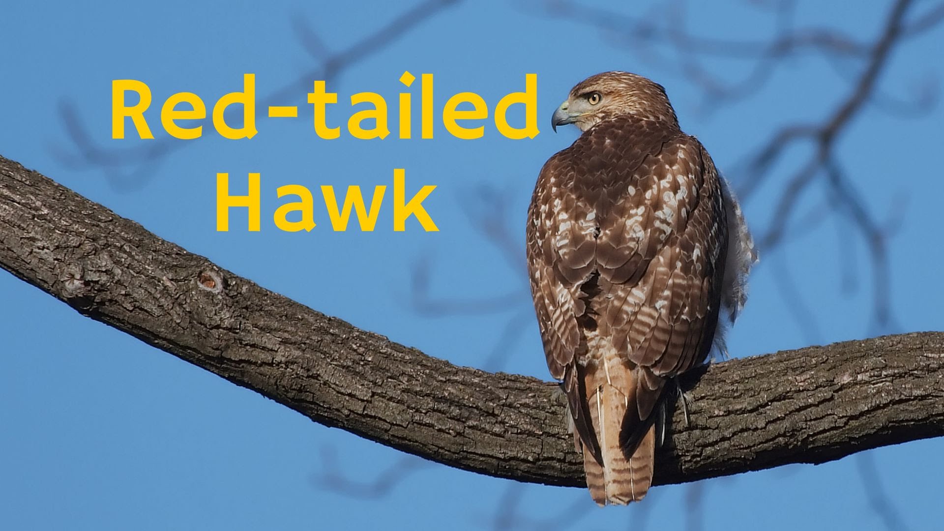 Red-Tailed Hawk: A Fierce Bird of Prey Hunter - YouTube
