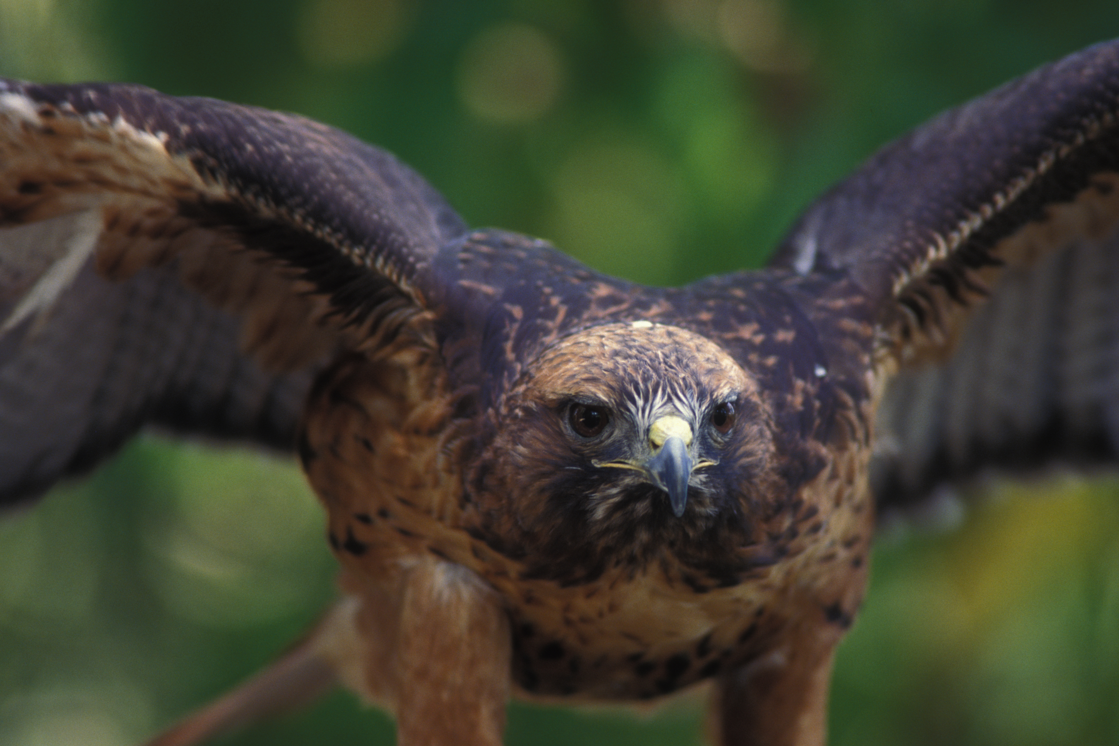 red-tailed hawk | Oregon Zoo